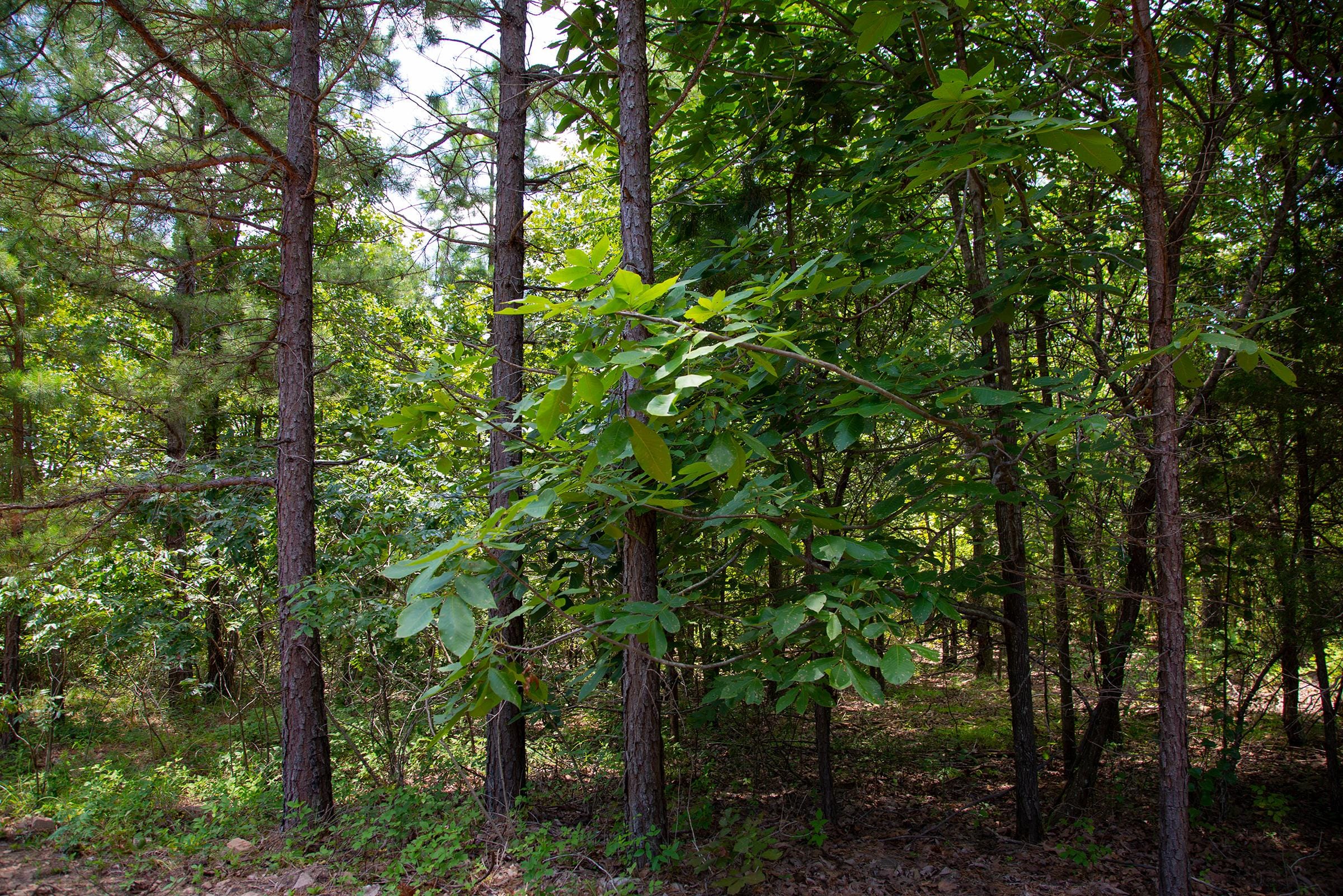 Tyler Stone Ranch Tract 72 photo 1