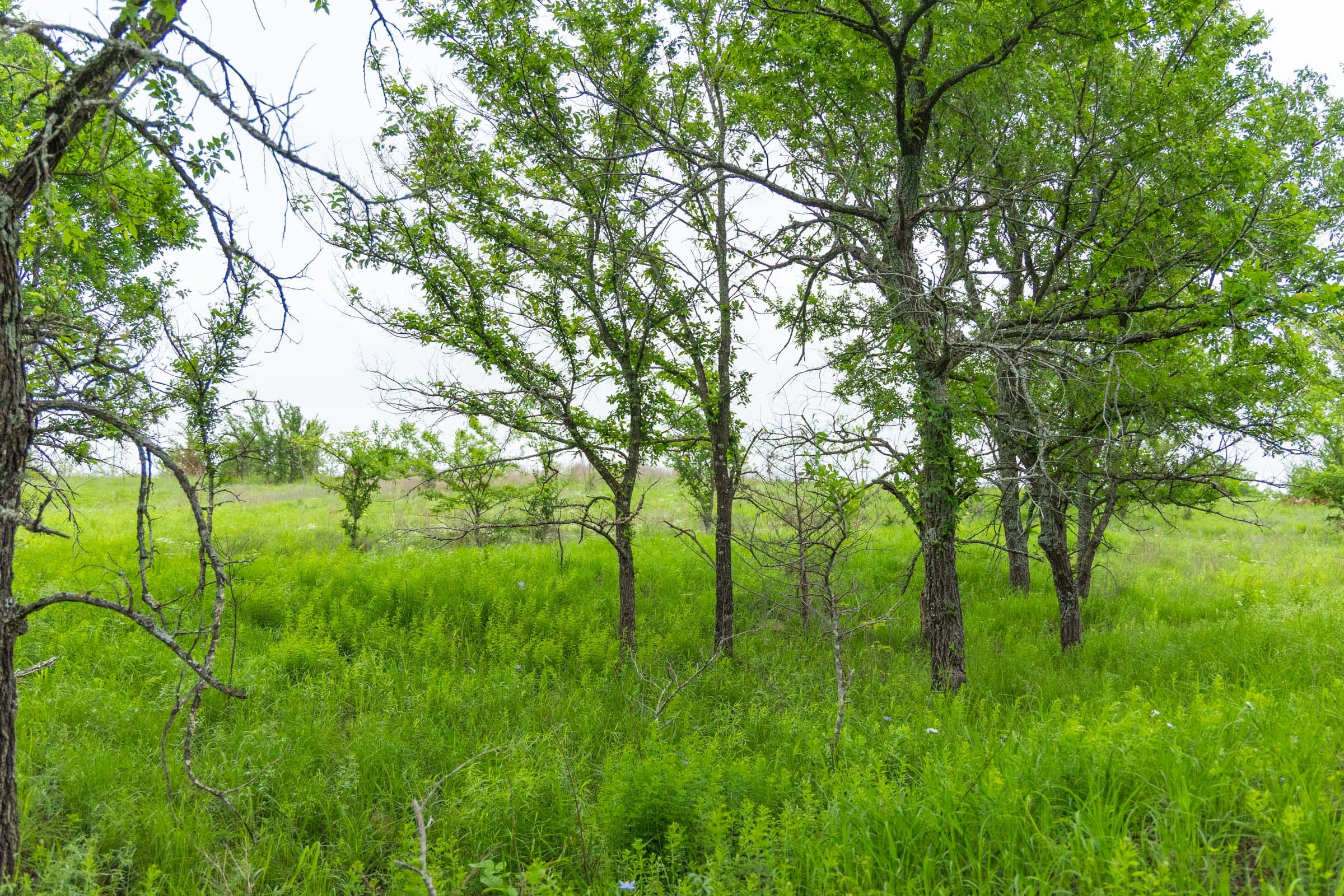 Harmony Hills Tract 5 photo 4