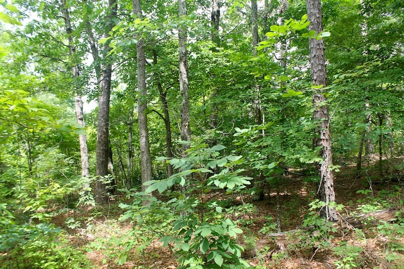 Green Mountain Ranch Tract 54 photo 2
