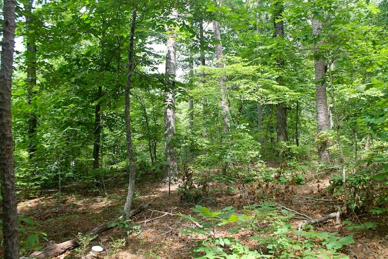 Green Mountain Ranch Tract 54 photo 3