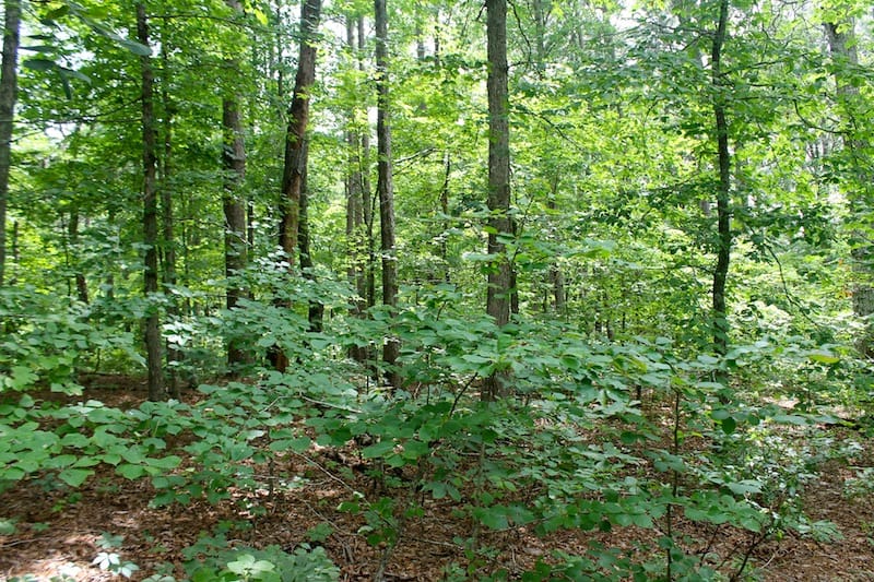 Green Mountain Ranch Tract 54 photo 4