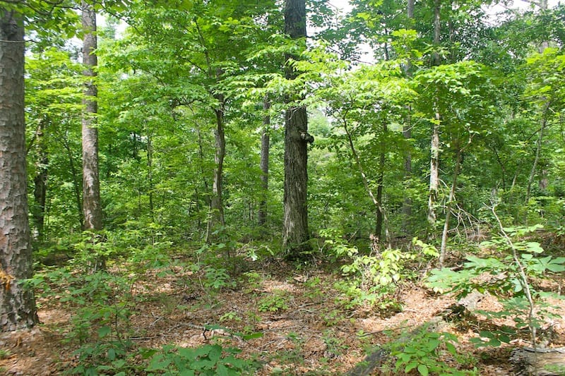 Green Mountain Ranch Tract 54 photo 5