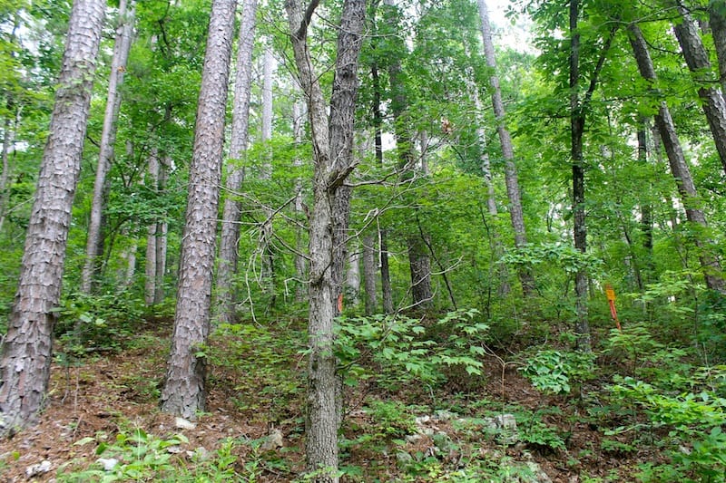 Green Mountain Ranch Tract 54 photo 8