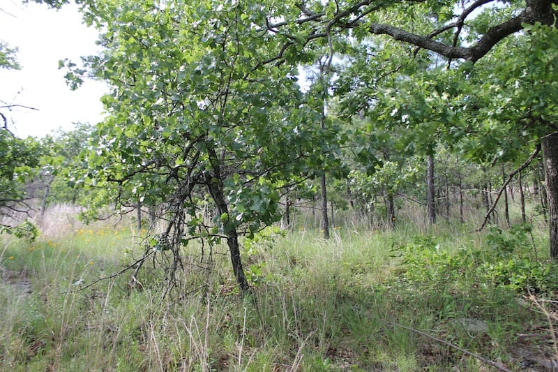Indian Ridge – Phase II Tract 49 photo 4