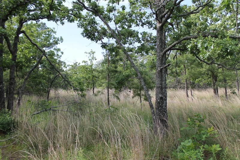 Indian Ridge – Phase II Tract 49 photo 6