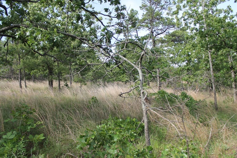 Indian Ridge – Phase II Tract 49 photo 7