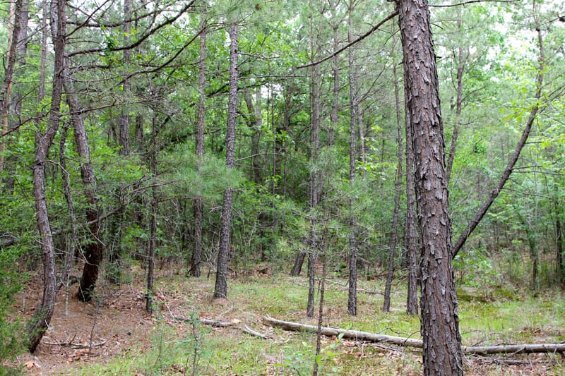 Trophy Ridge Phase II Tract 68 photo 2
