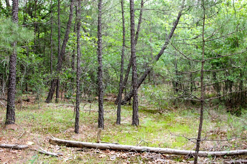 Trophy Ridge Phase II Tract 68 photo 3