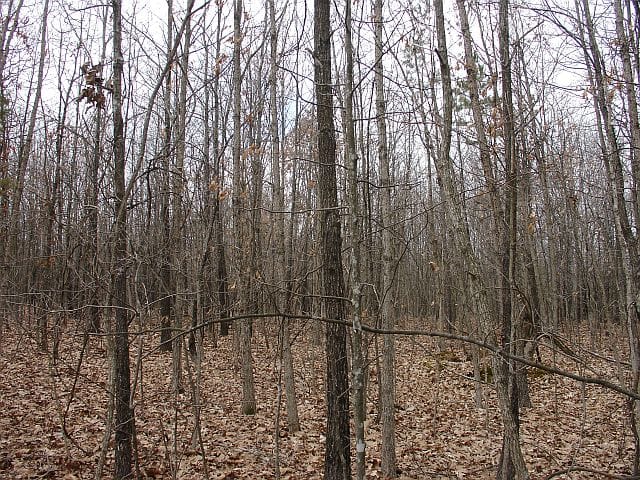 Barnes Hollow Tract 6 photo 4