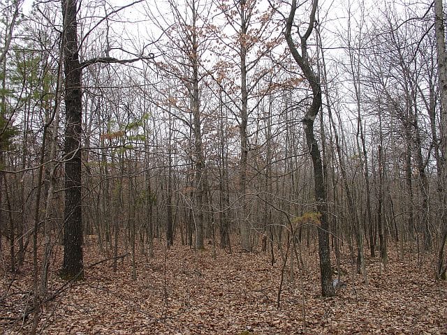 Barnes Hollow Tract 6 photo 6