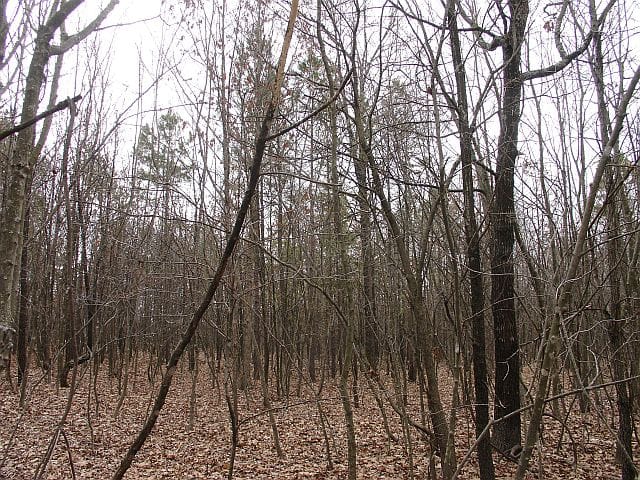 Barnes Hollow Tract 6 photo 9