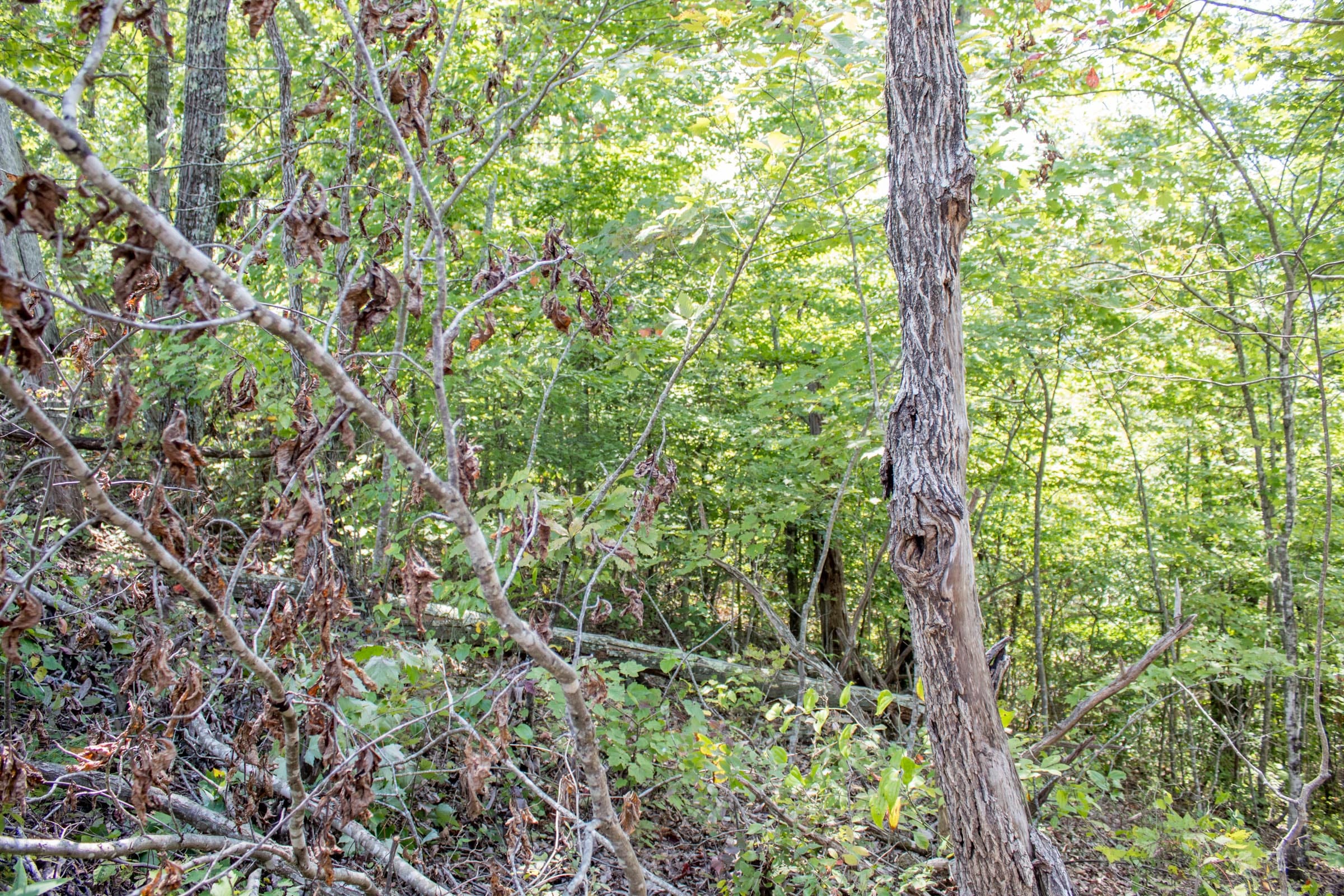 Buck Run Ridge Tract 25 photo 4
