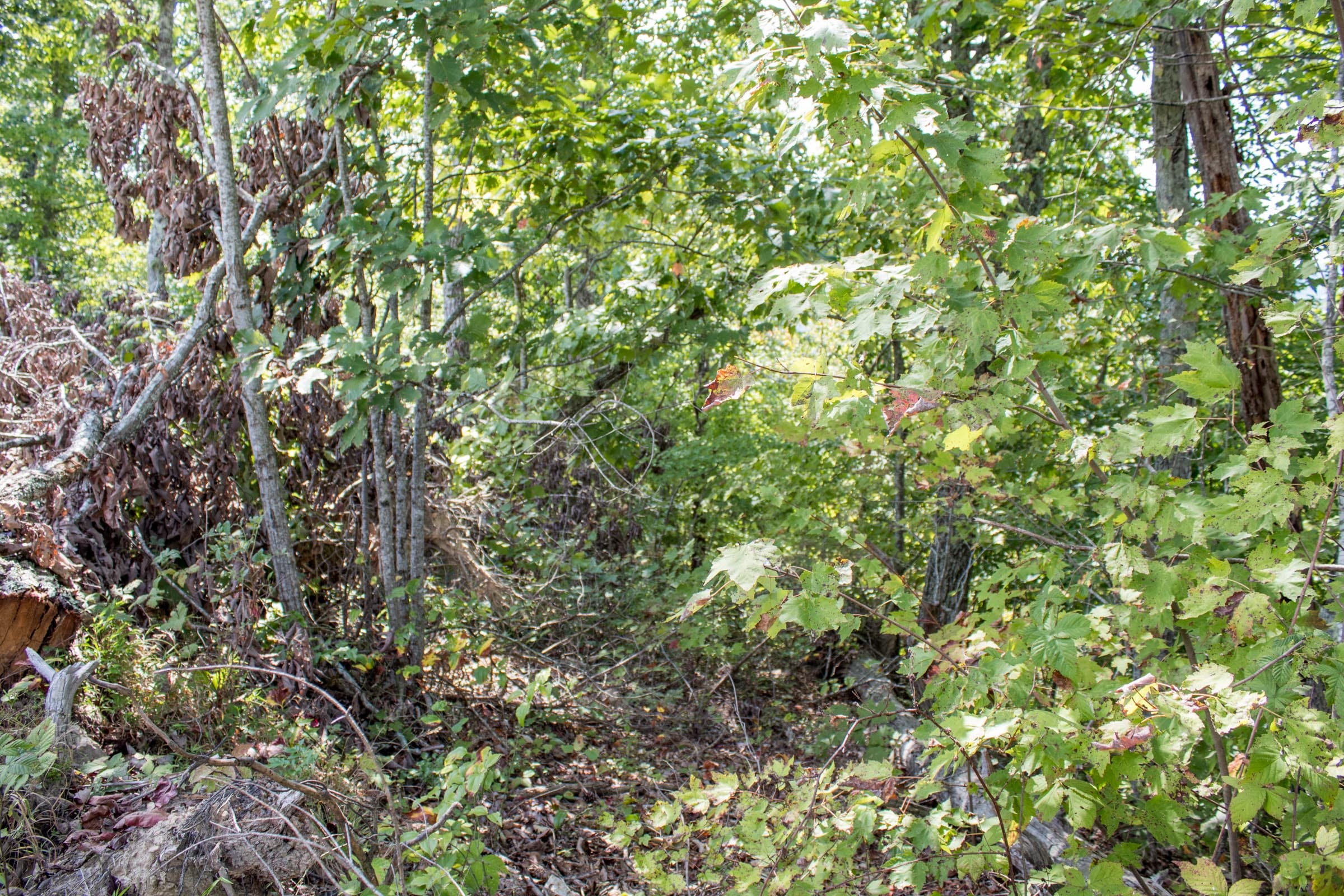 Buck Run Ridge Tract 25 photo 6
