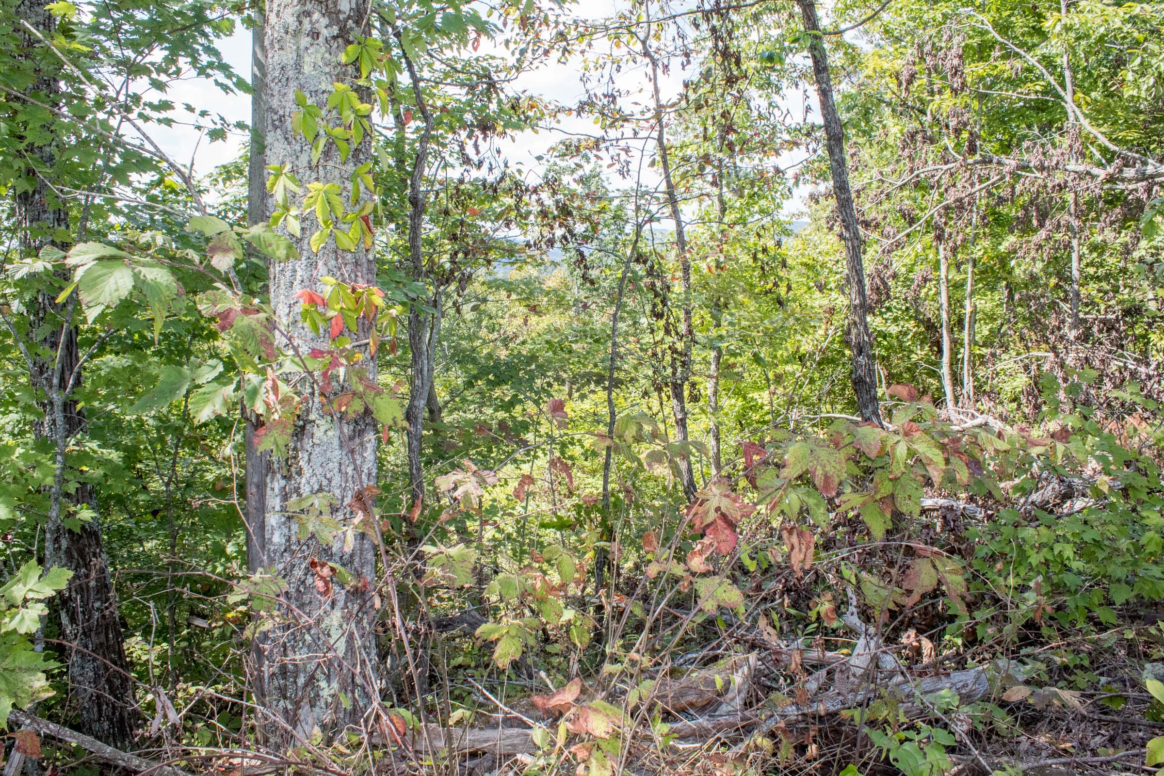 Buck Run Ridge Tract 25 photo 7