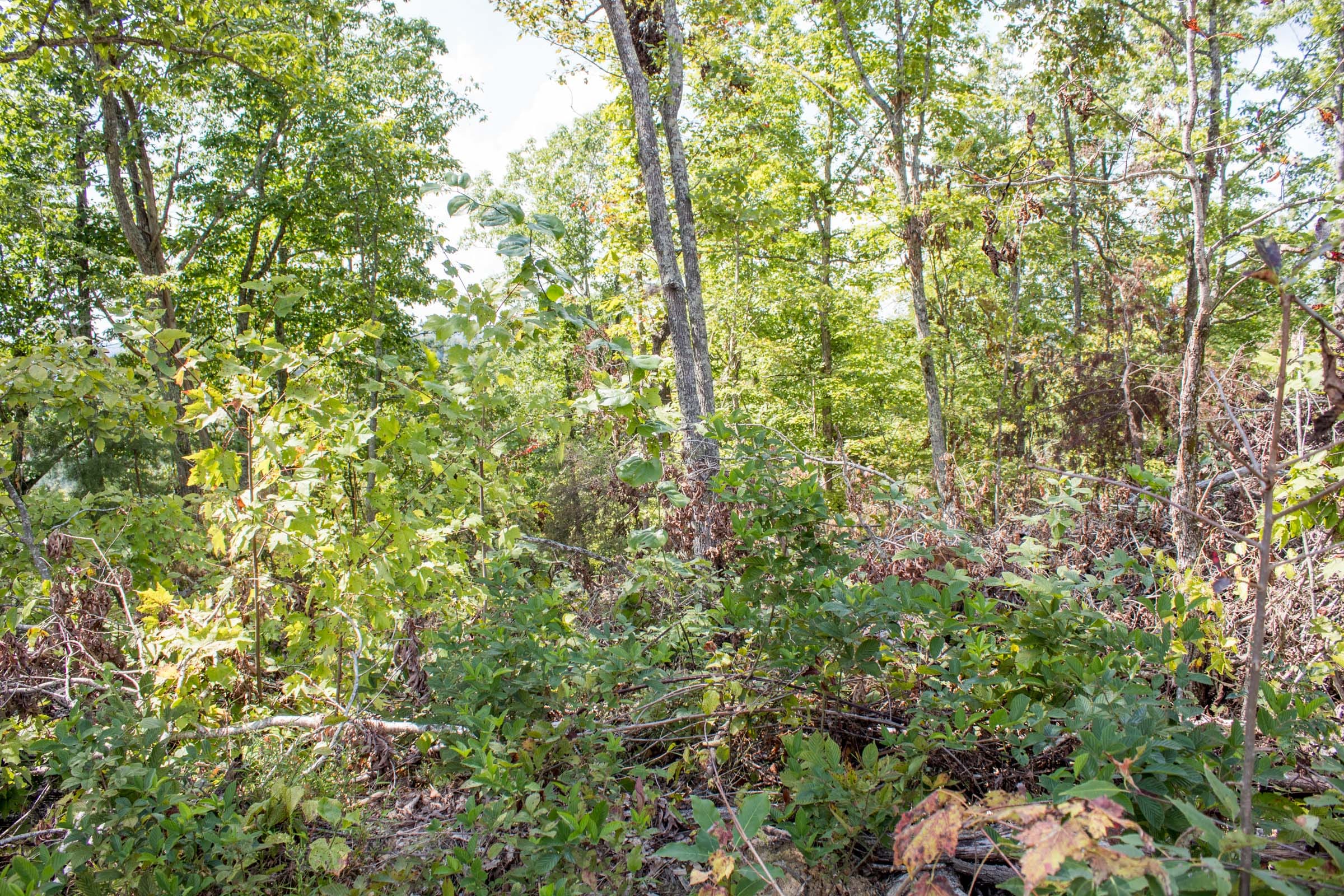 Buck Run Ridge Tract 25 photo 8
