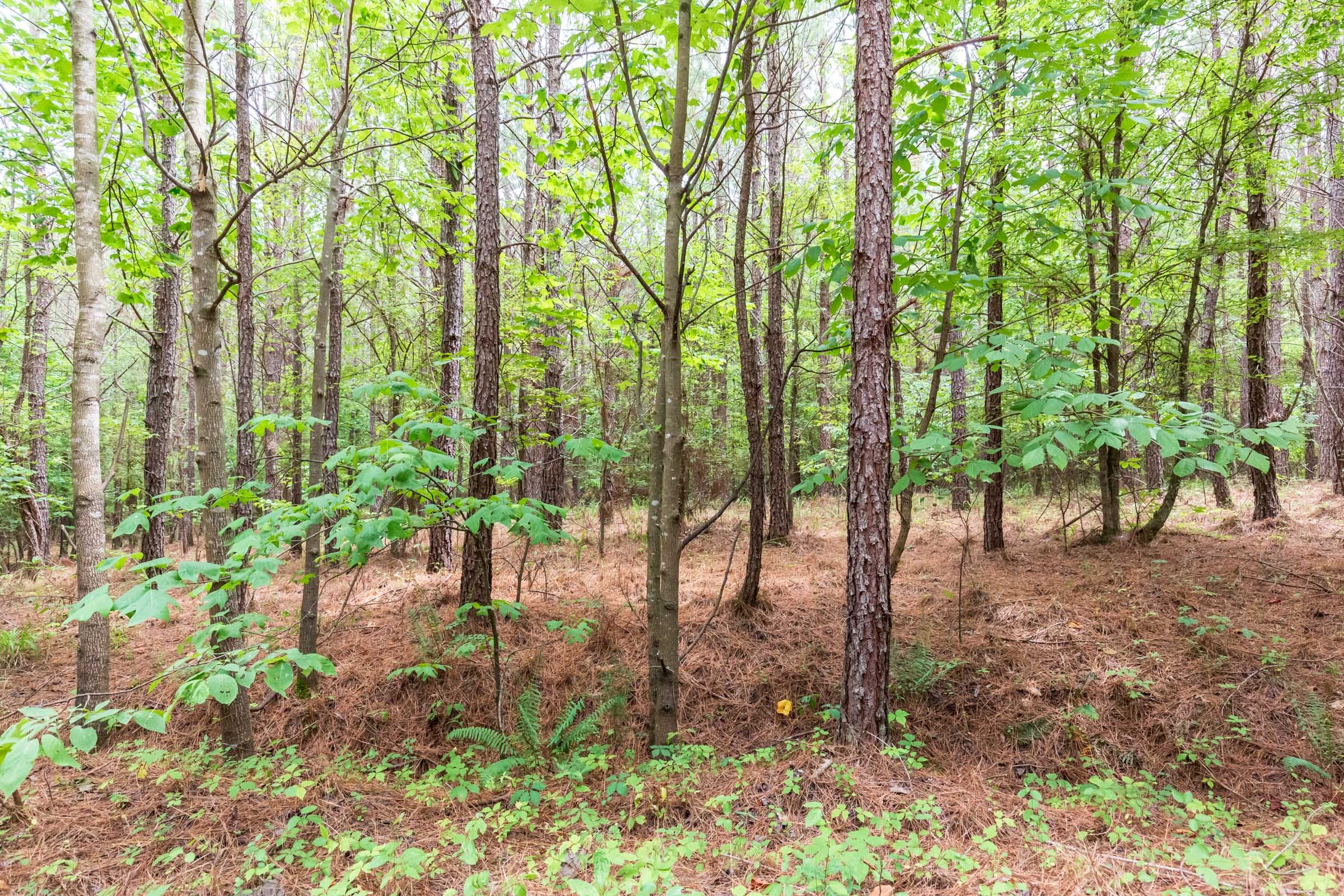 Whiskey Ridge Tract 75 photo 3