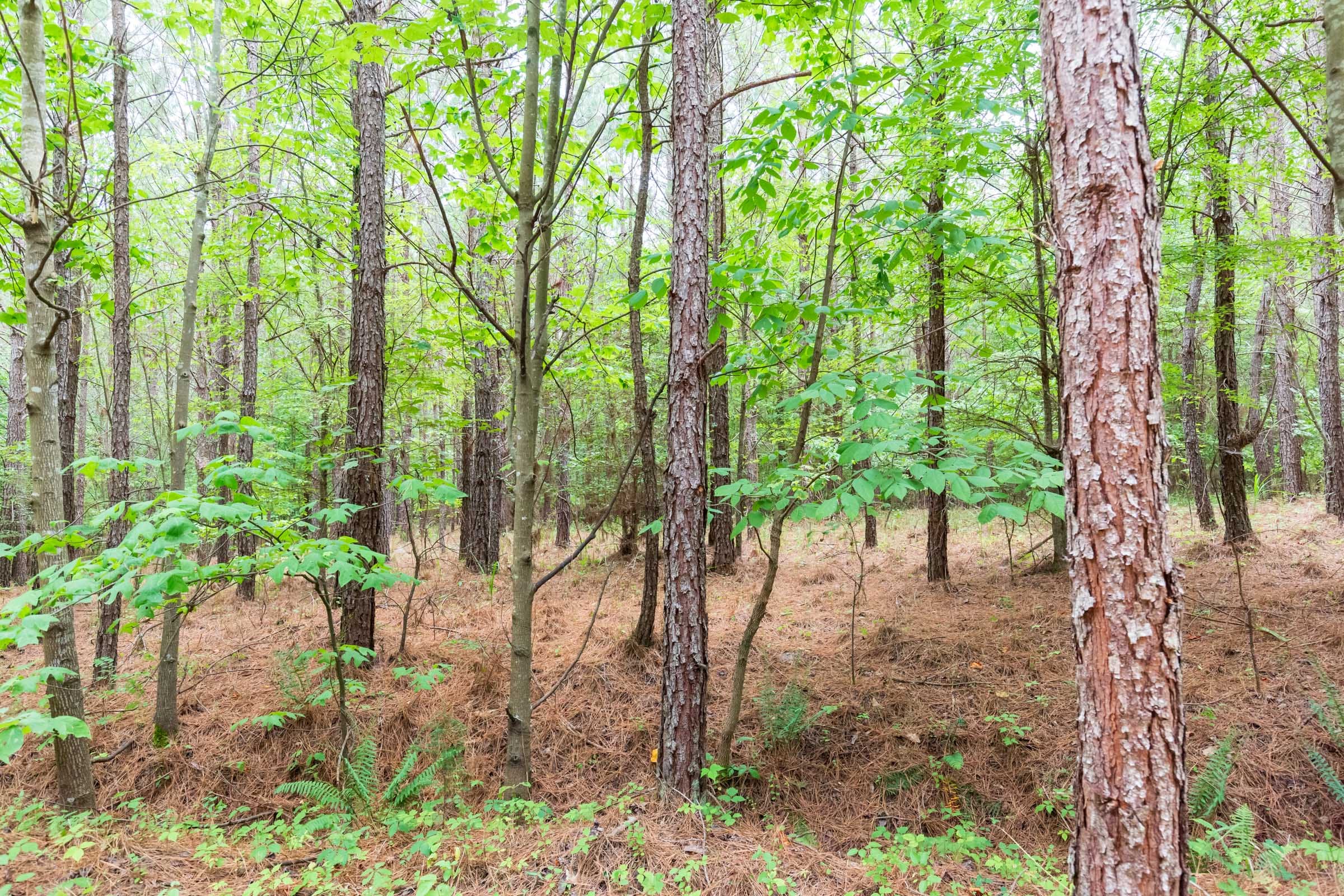 Whiskey Ridge Tract 75 photo 4