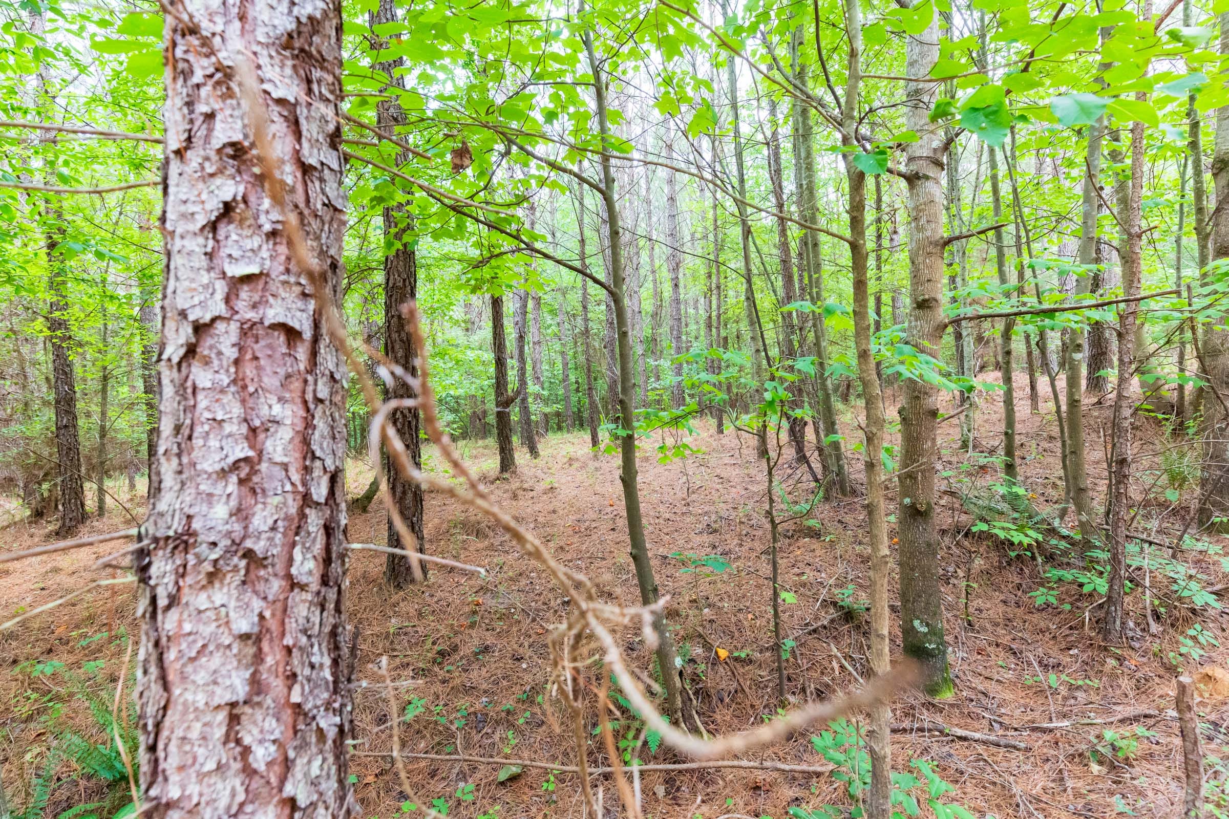 Whiskey Ridge Tract 75 photo 5