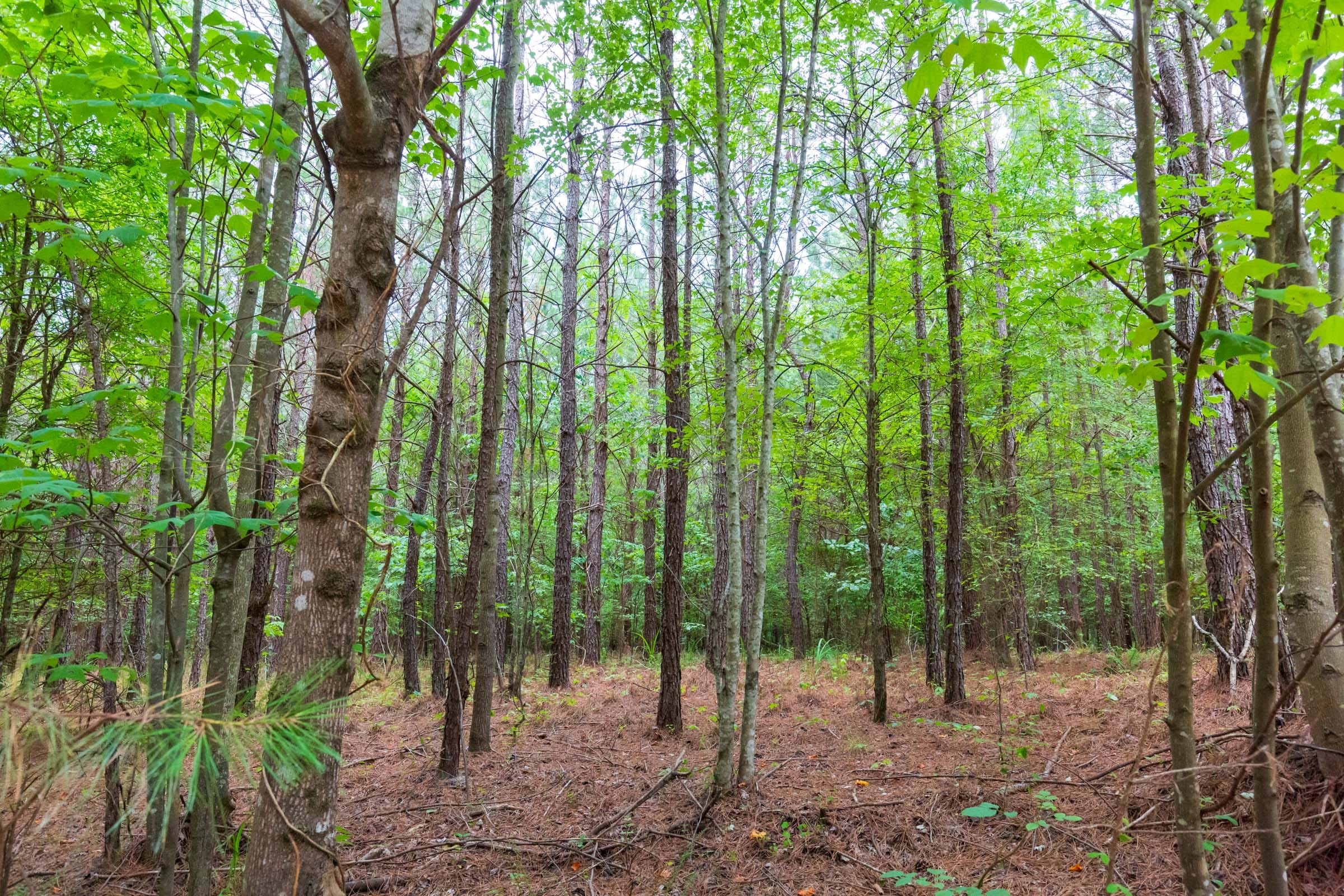 Whiskey Ridge Tract 75 photo 1