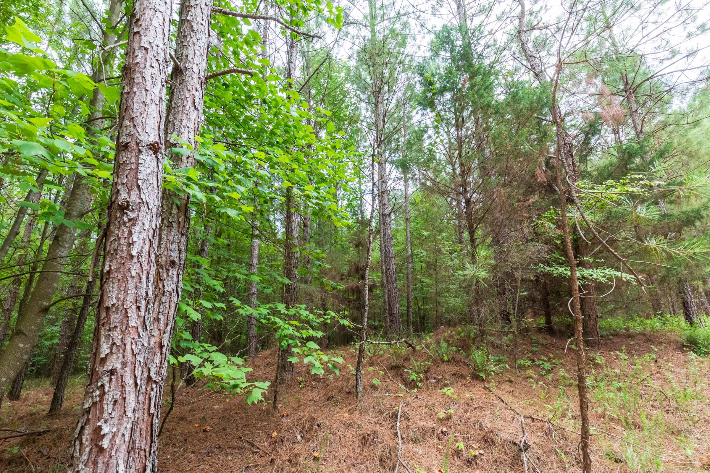 Whiskey Ridge Tract 75 photo 6