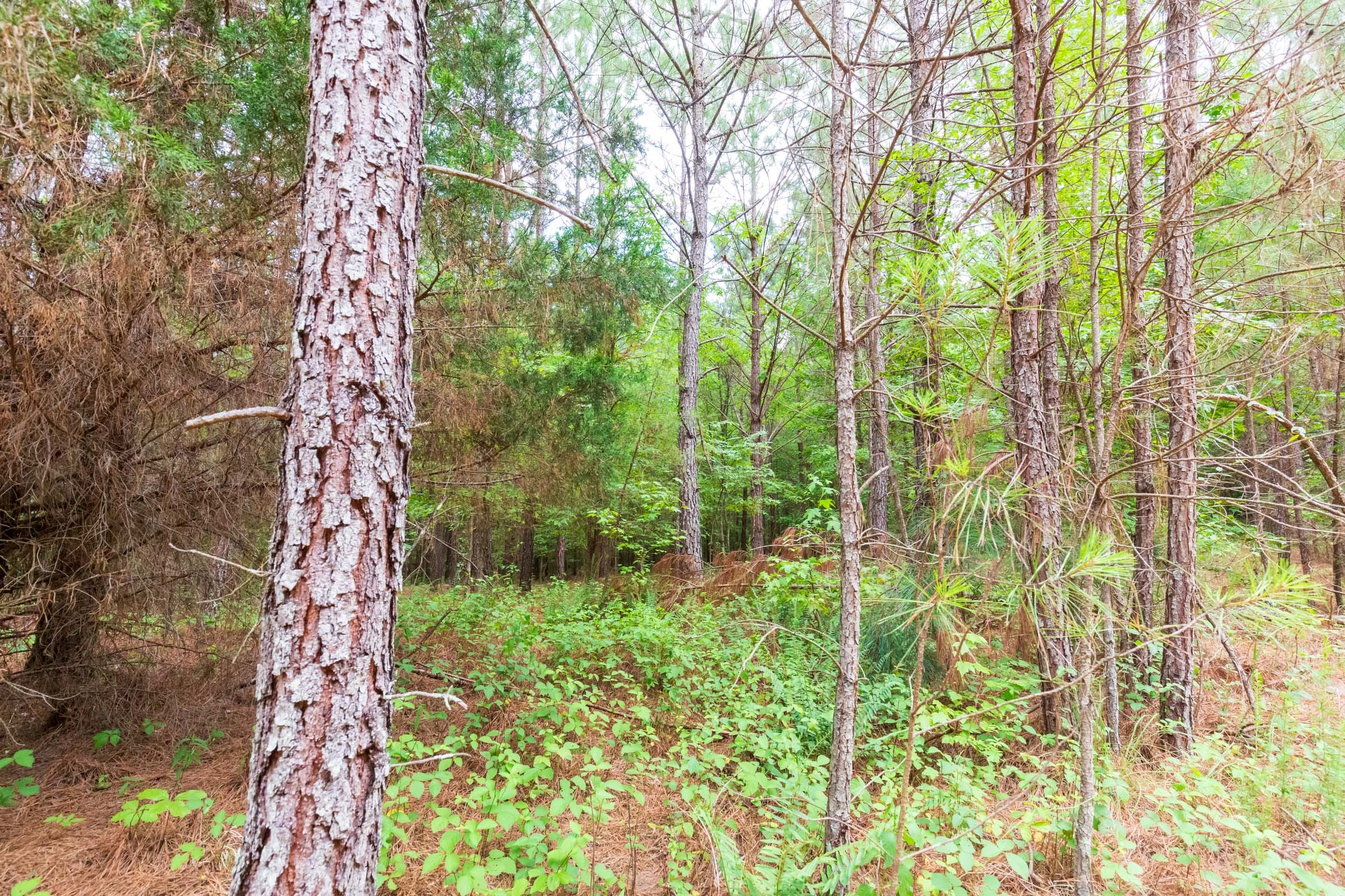 Whiskey Ridge Tract 75 photo 8