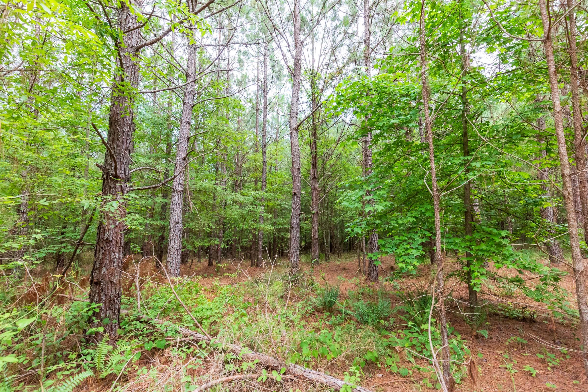 Whiskey Ridge Tract 75 photo 7