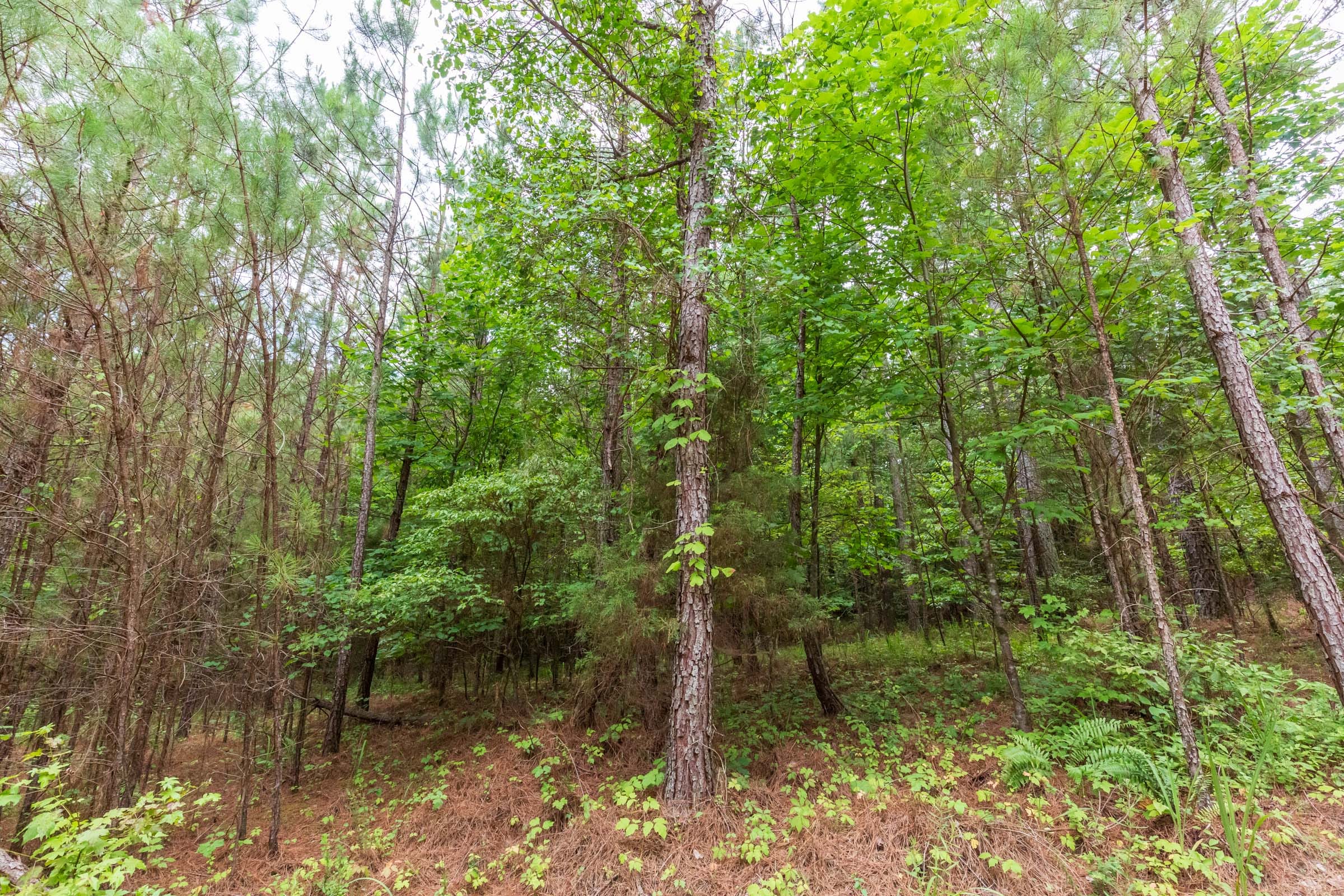 Whiskey Ridge Tract 75 photo 9