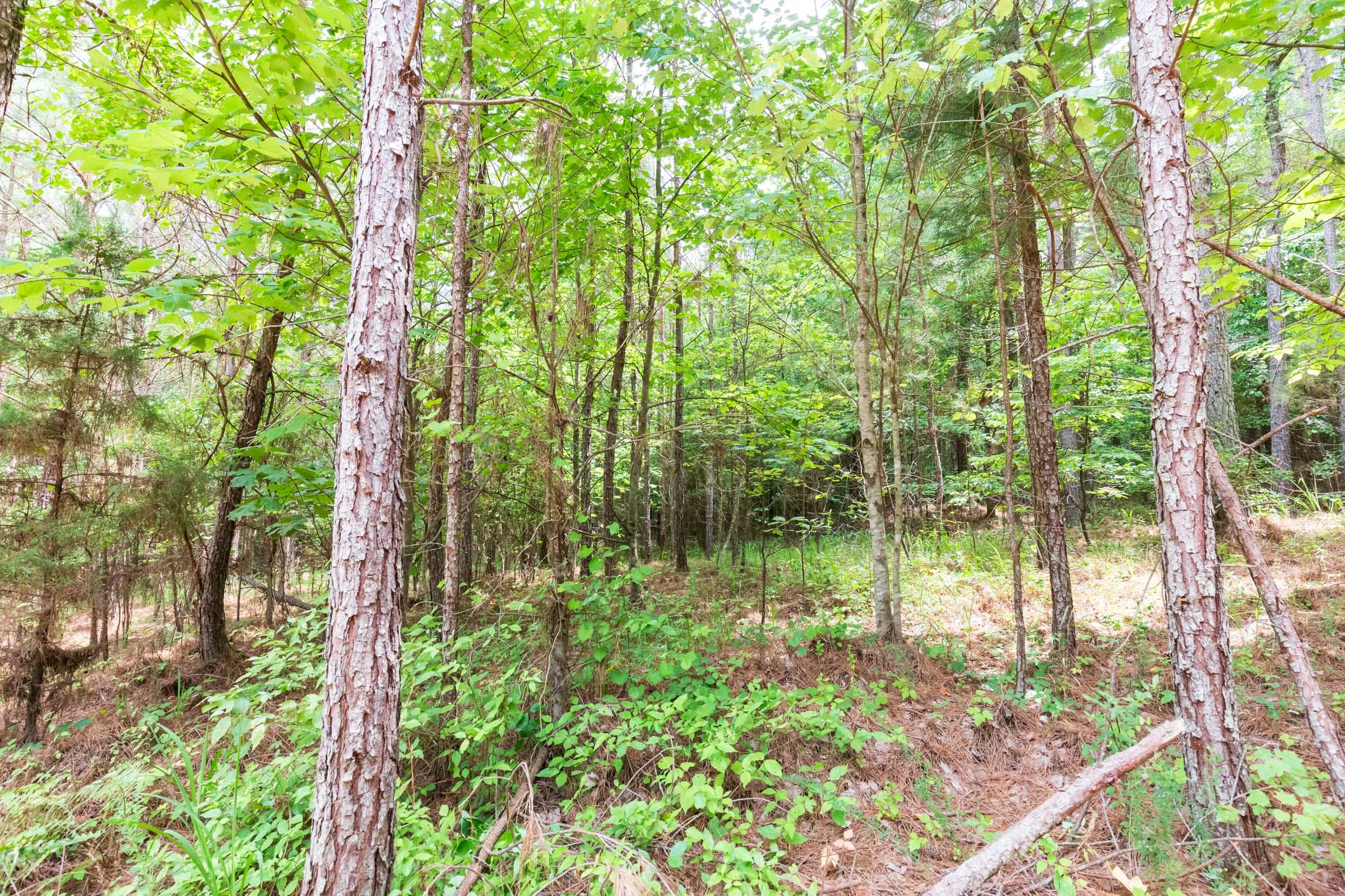 Whiskey Ridge Tract 75 photo 11
