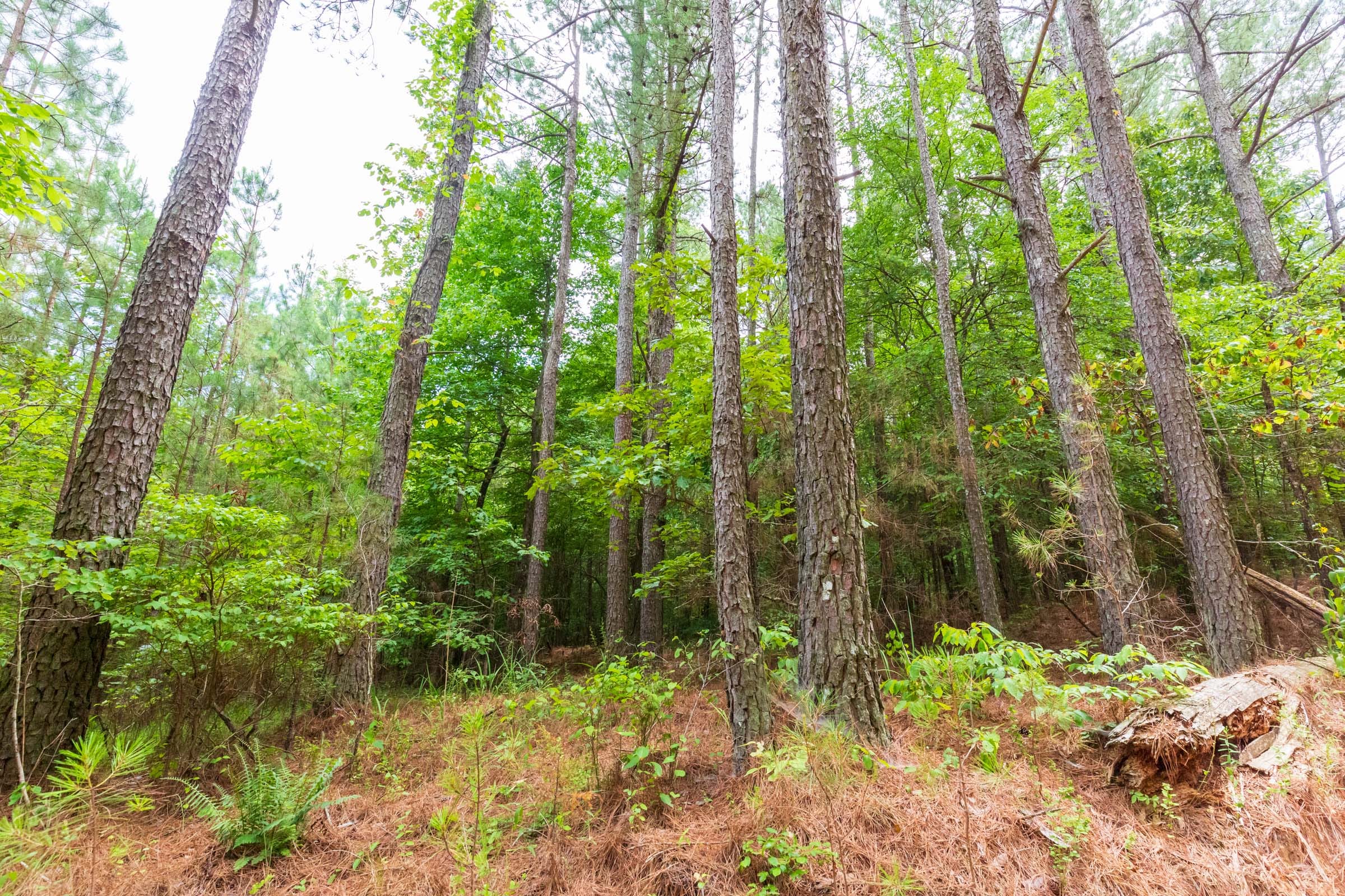Whiskey Ridge Tract 75 photo 12