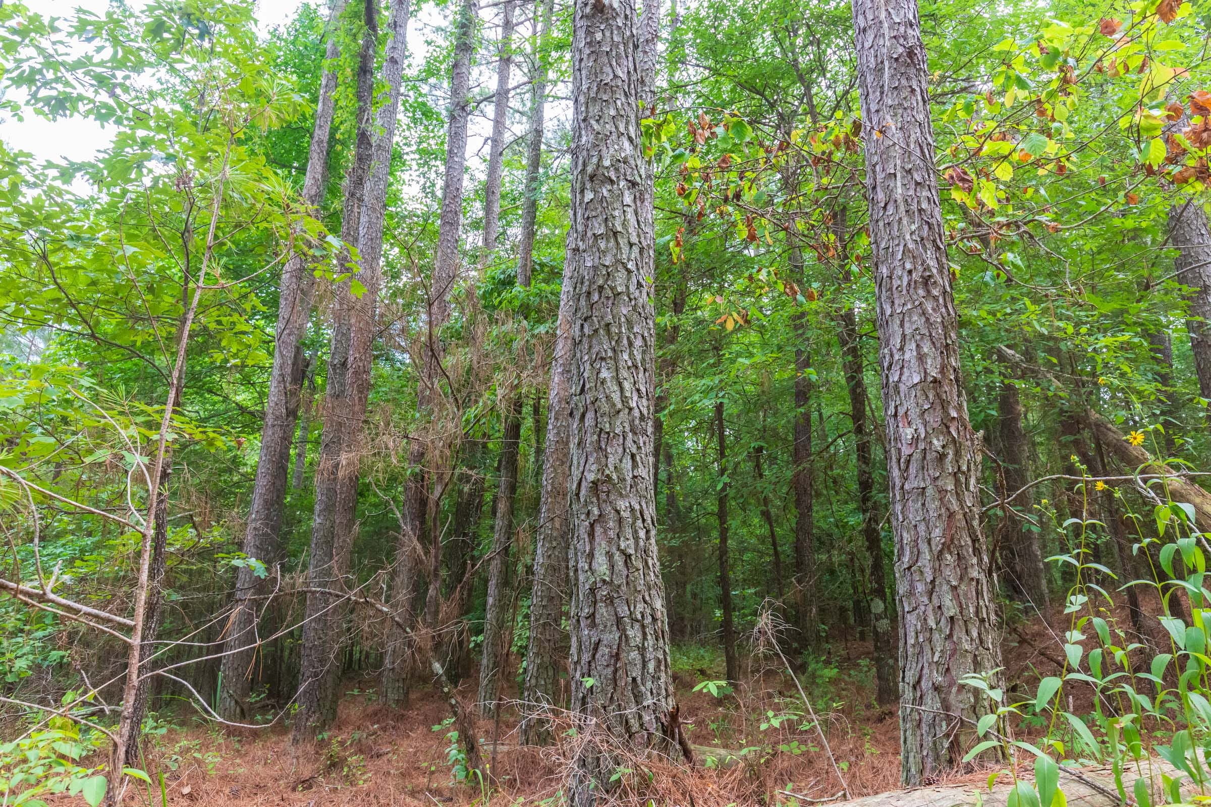 Whiskey Ridge Tract 75 photo 13