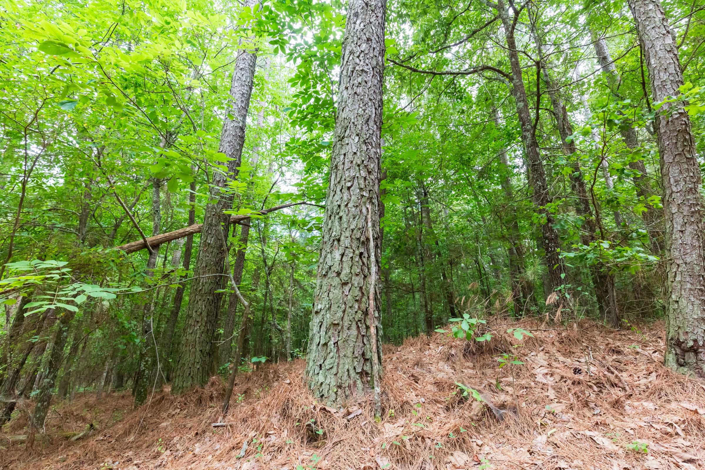 Whiskey Ridge Tract 75 photo 14