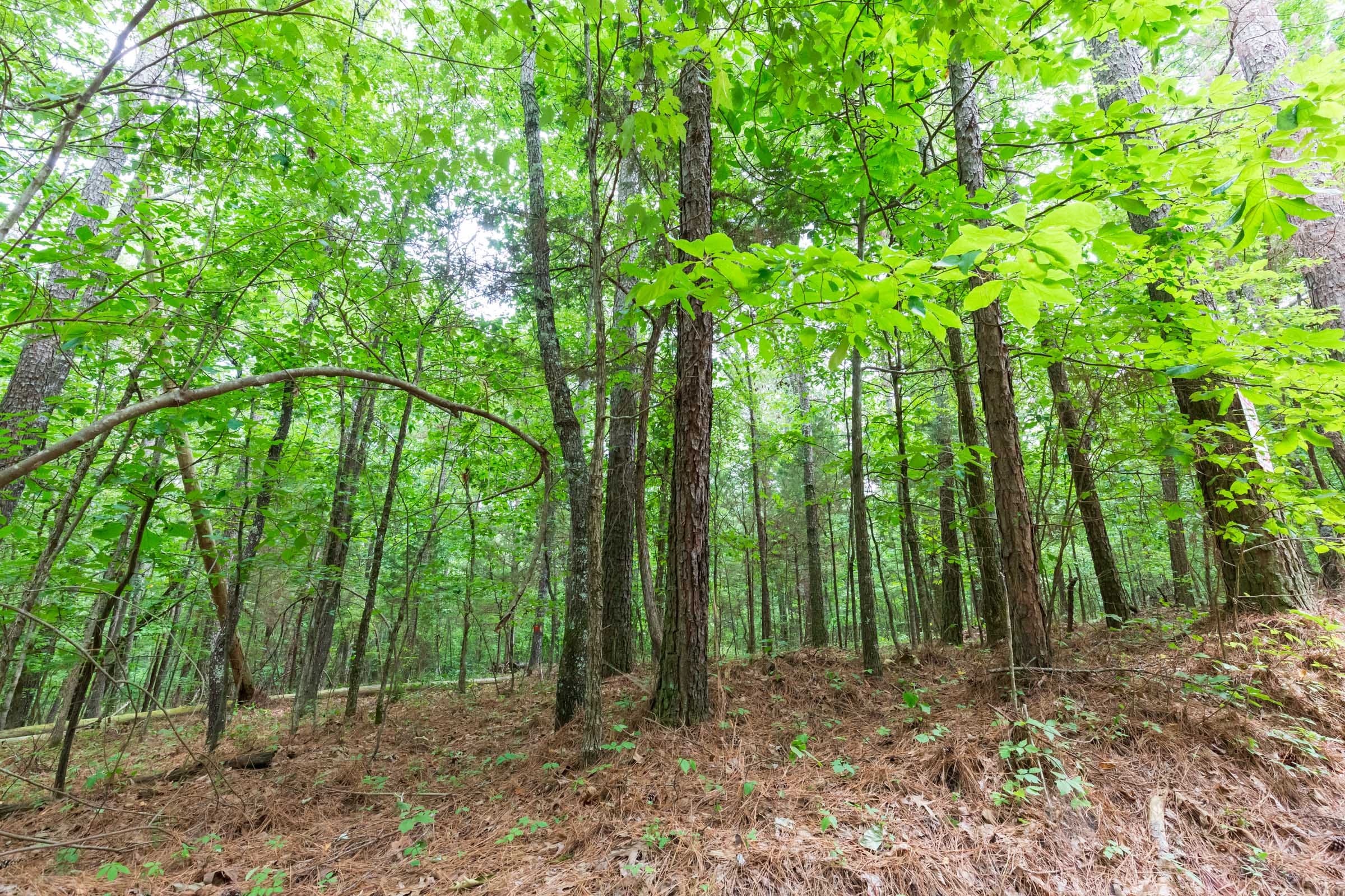 Whiskey Ridge Tract 75 photo 10