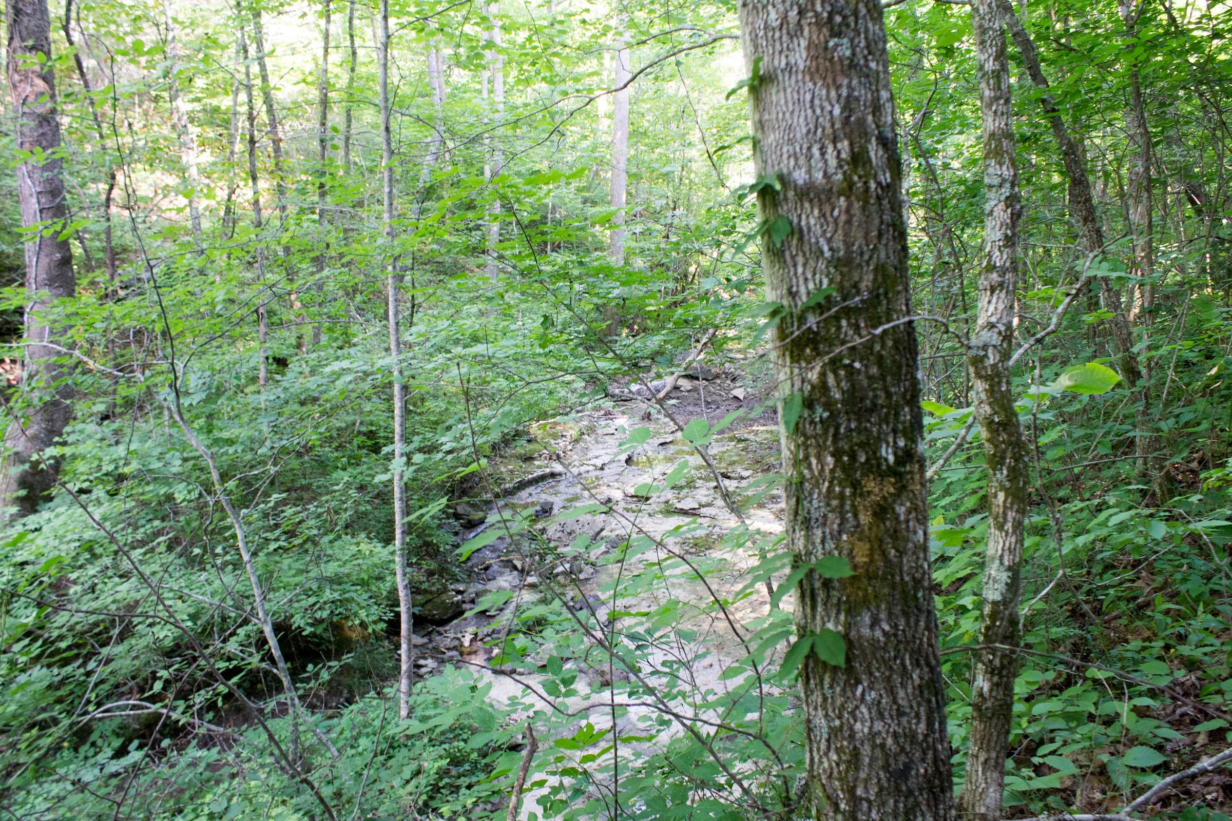 Buck Run Ridge Tract 1 photo 5