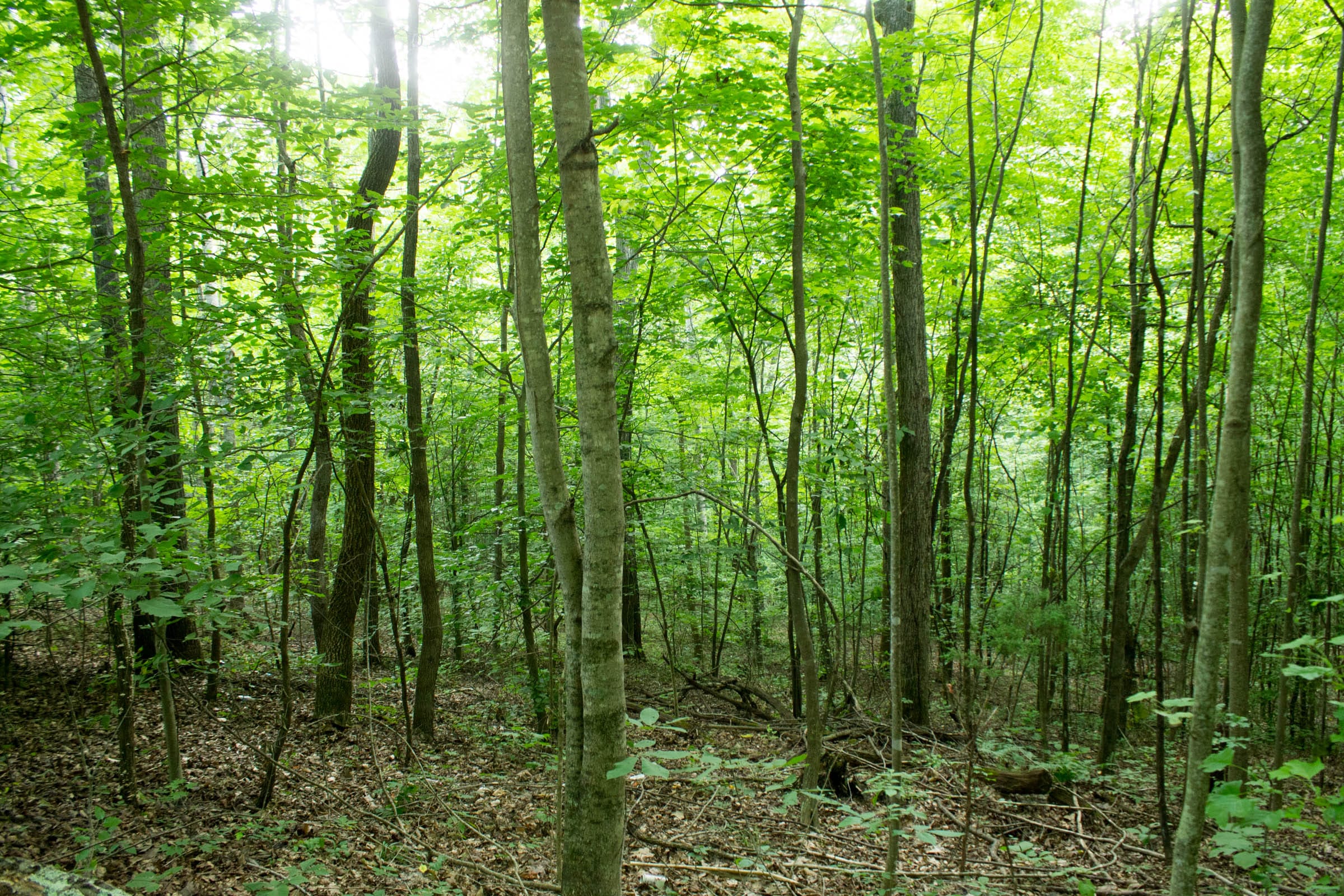 Buck Run Ridge Tract 1 photo 6
