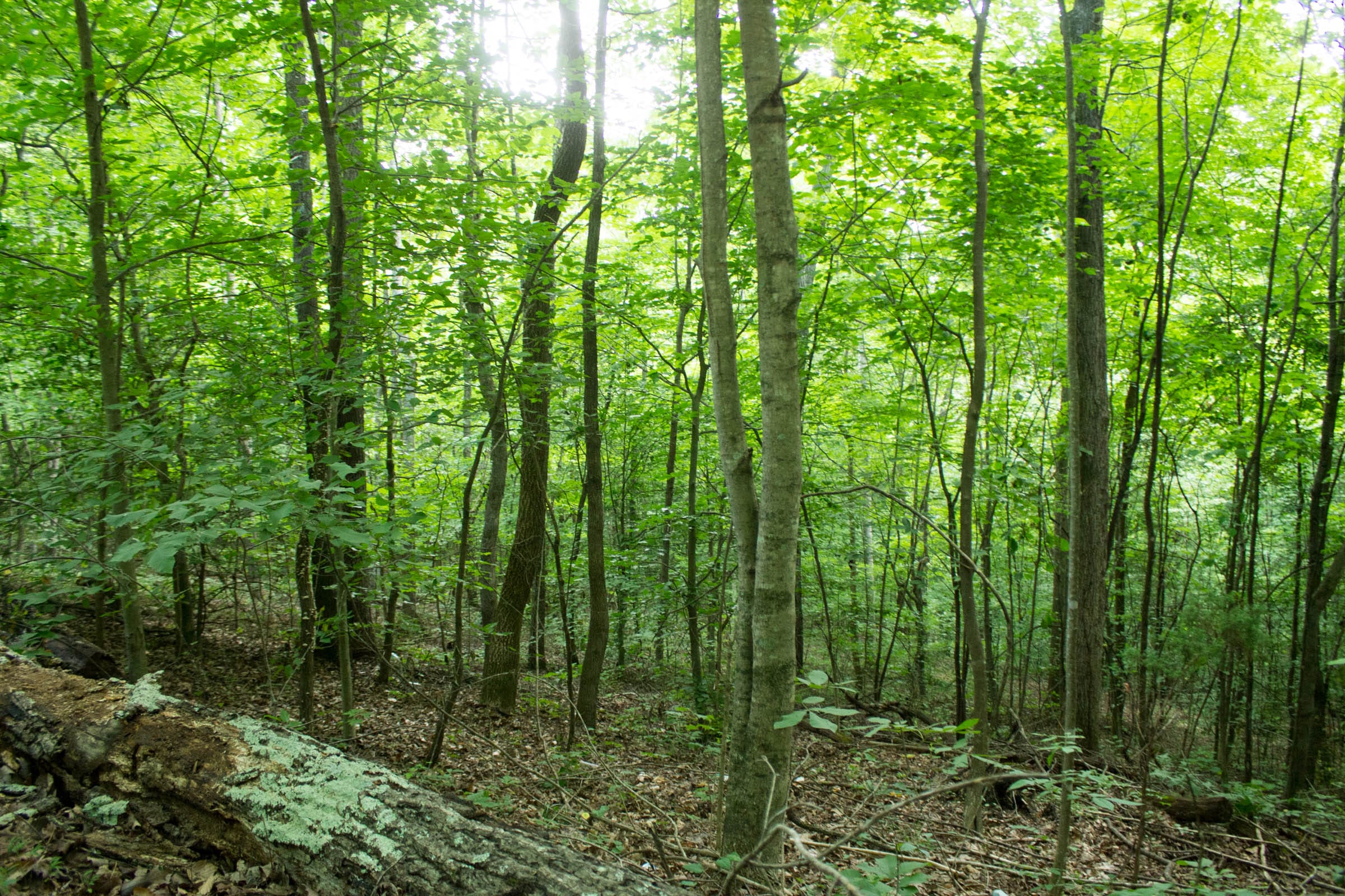 Buck Run Ridge Tract 1 photo 7