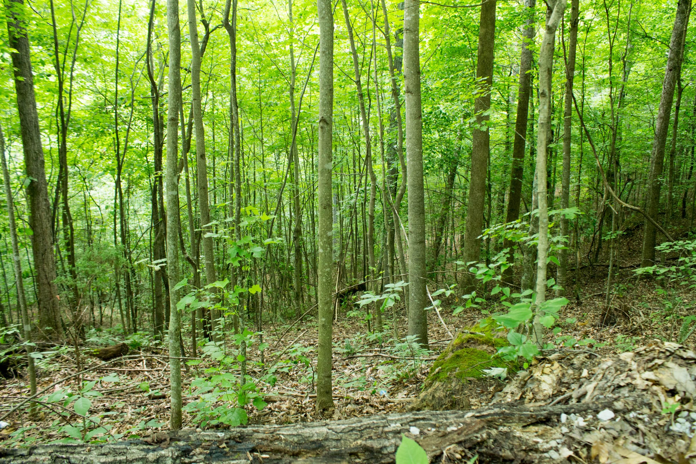 Buck Run Ridge Tract 1 photo 8
