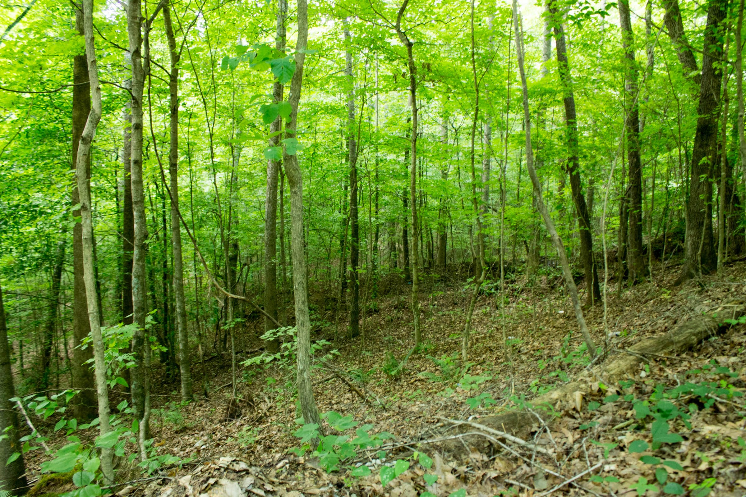 Buck Run Ridge Tract 1 photo 9