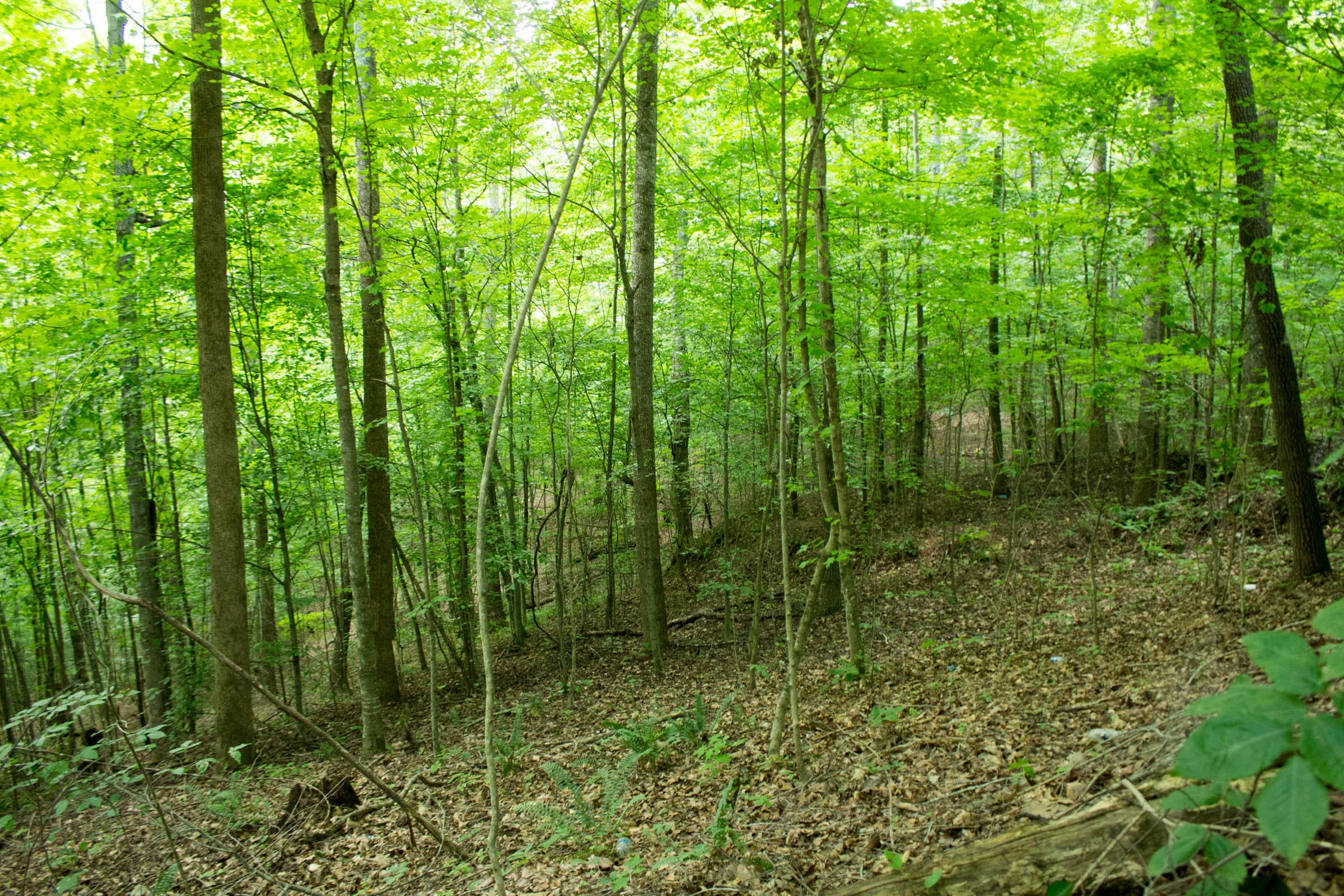 Buck Run Ridge Tract 1 photo 10