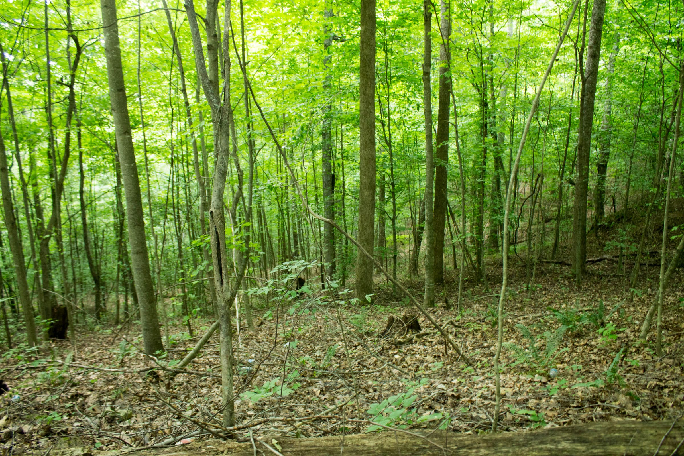 Buck Run Ridge Tract 1 photo 11