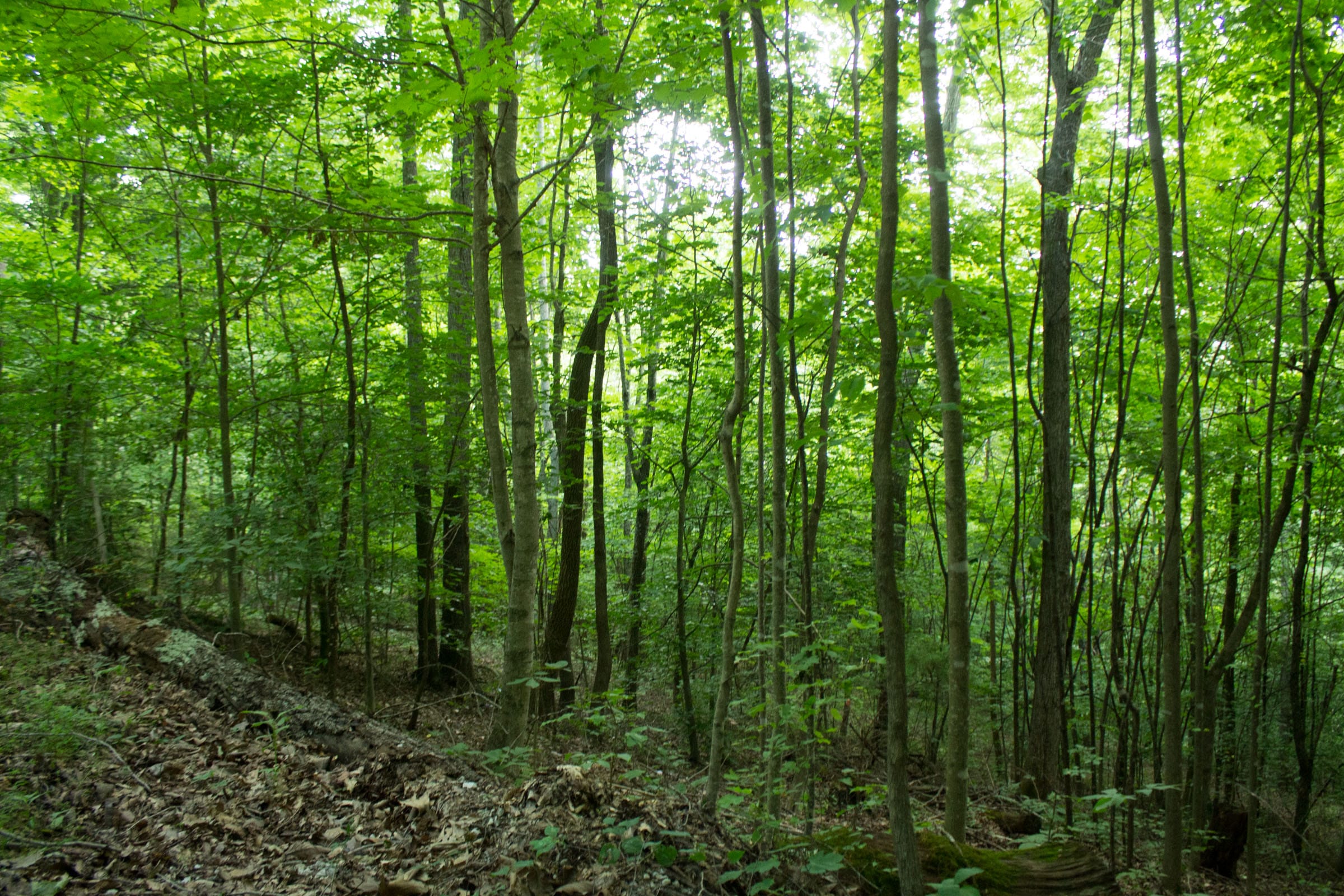 Buck Run Ridge Tract 1 photo 12