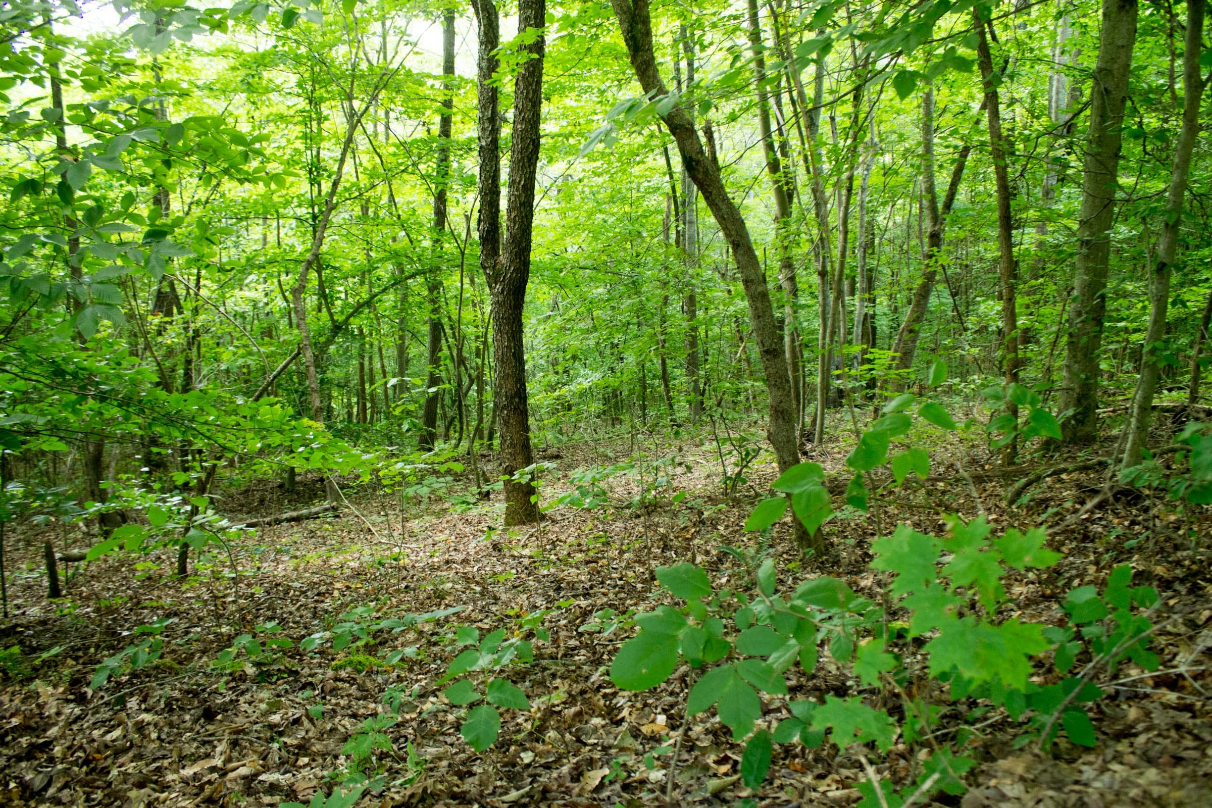 Buck Run Ridge Tract 1 photo 14