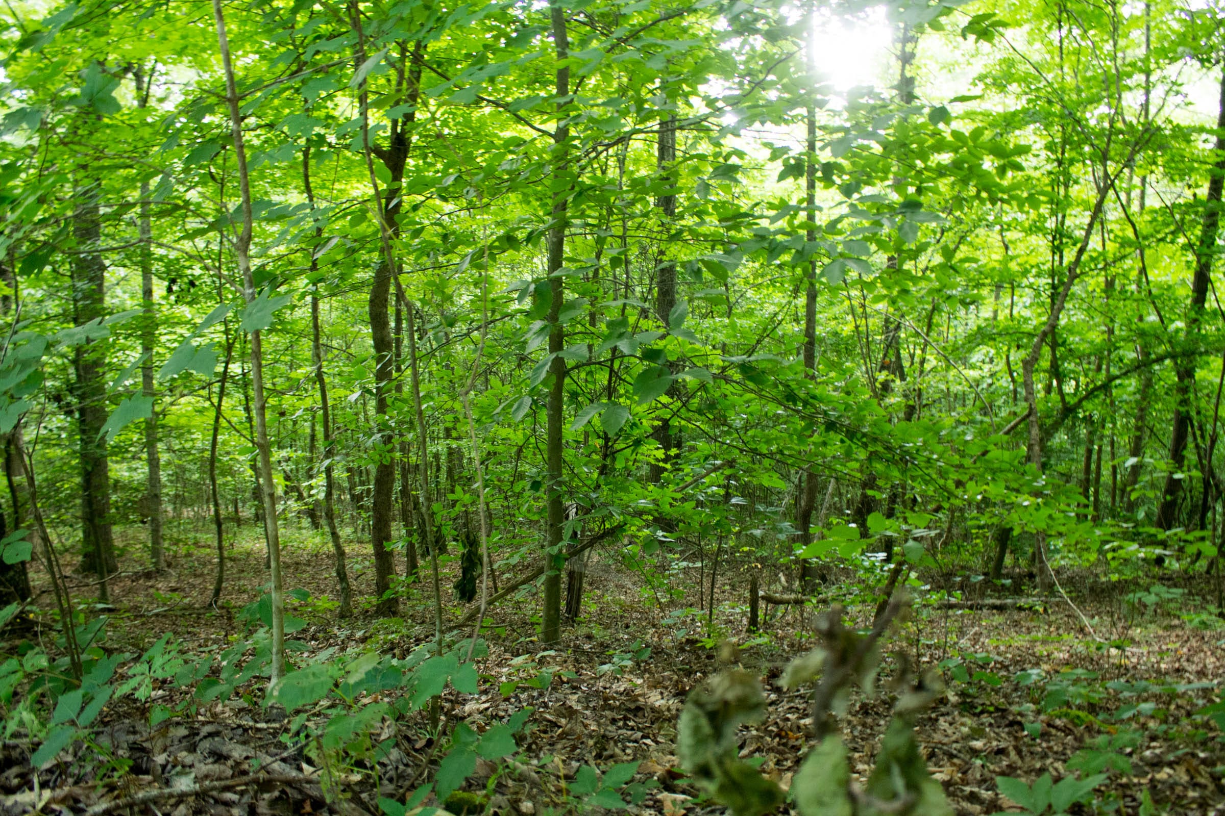 Buck Run Ridge Tract 1 photo 15