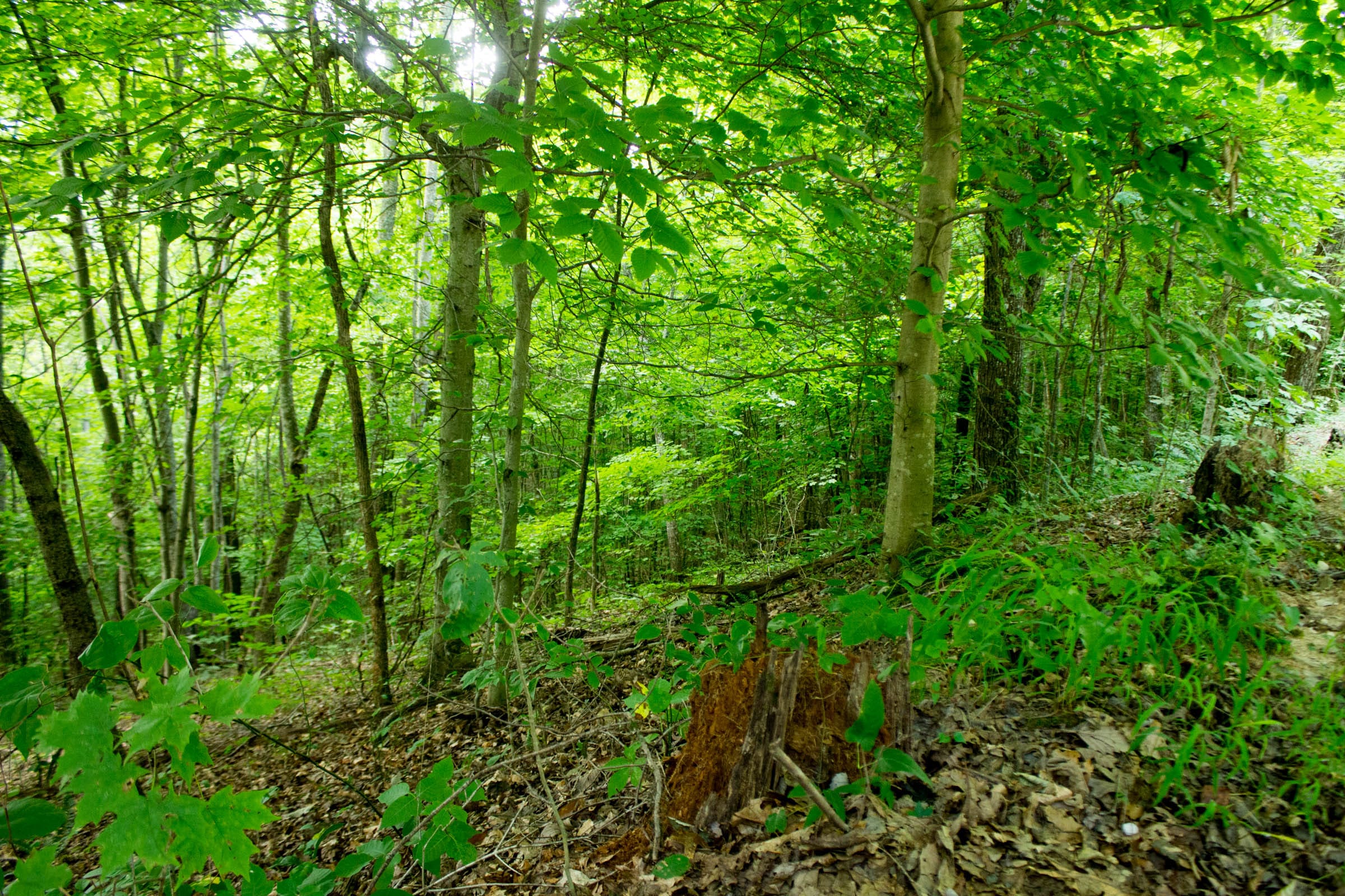 Buck Run Ridge Tract 1 photo 16