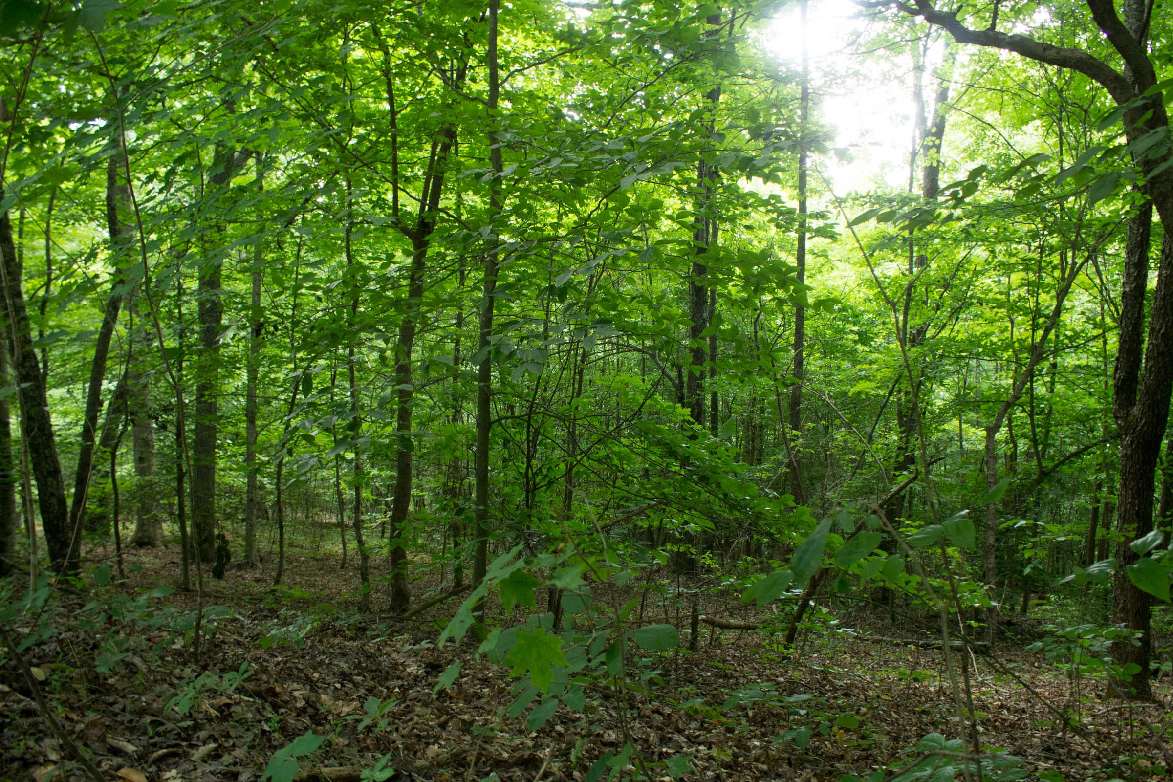 Buck Run Ridge Tract 1 photo 17