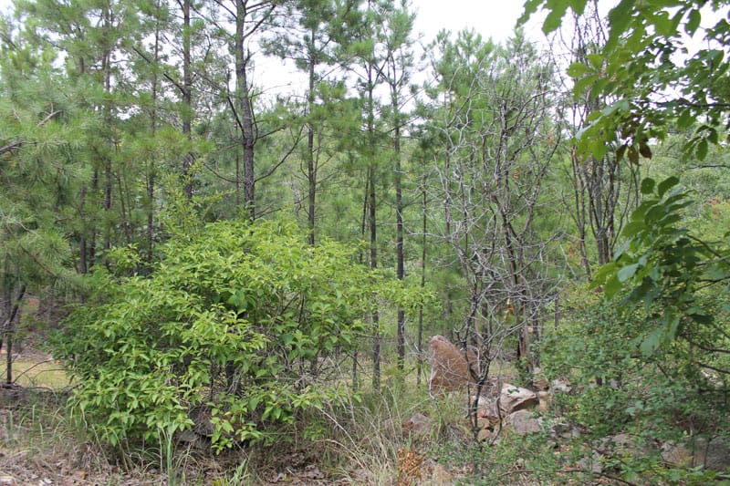 Trophy Ridge Phase III Tract 6 photo 5