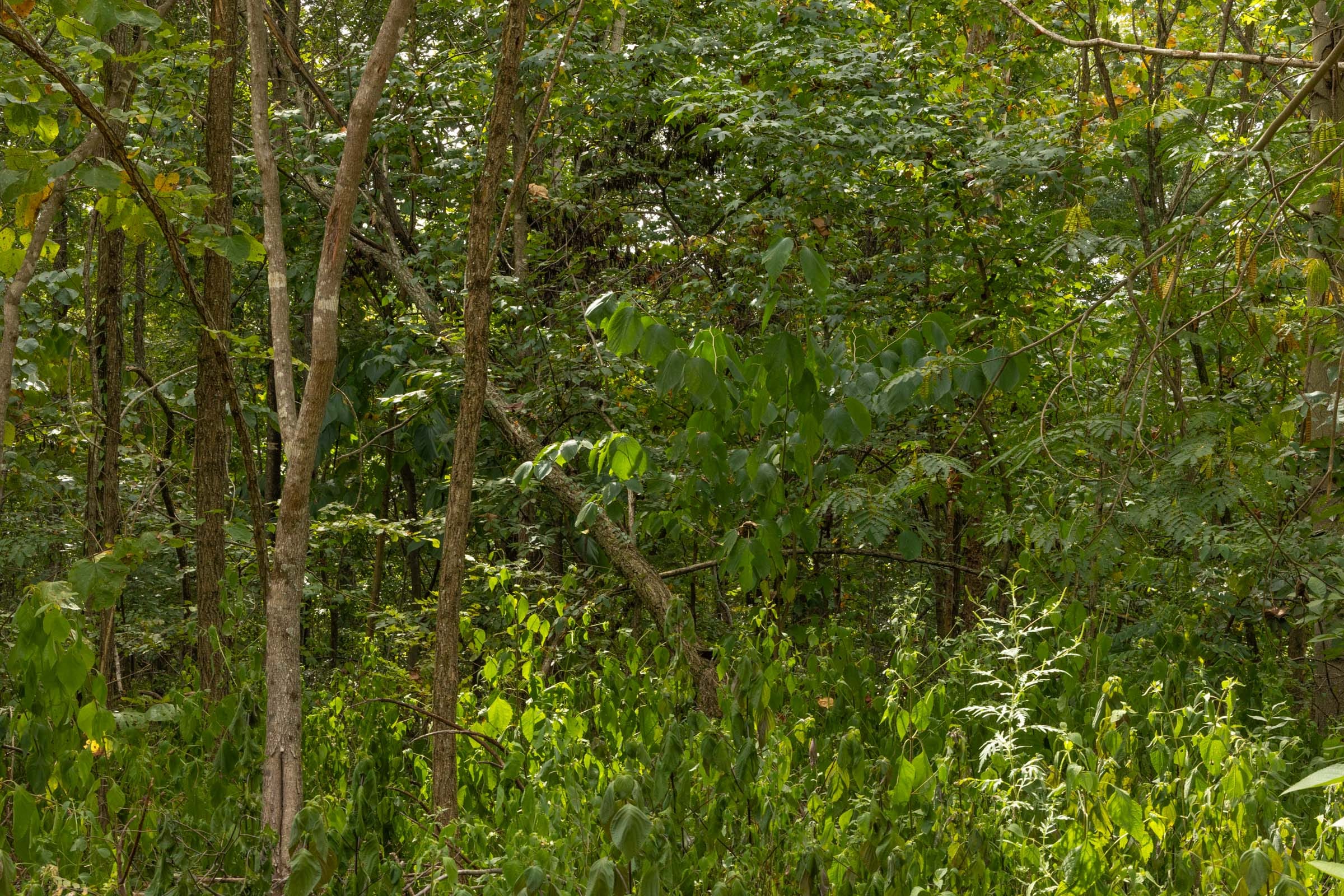 Big White Oak Tract 61 photo 7