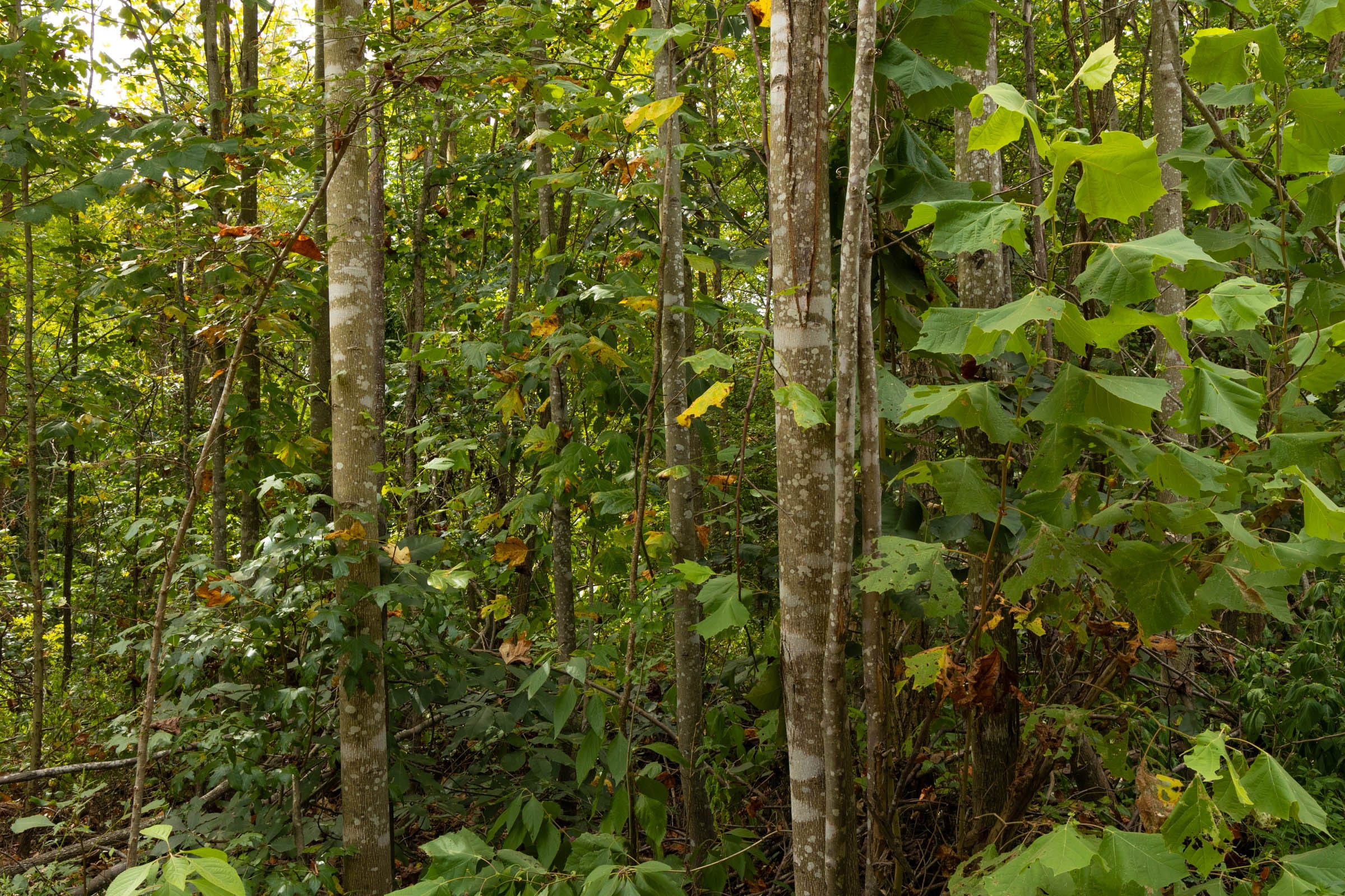 Big White Oak Tract 61 photo 6