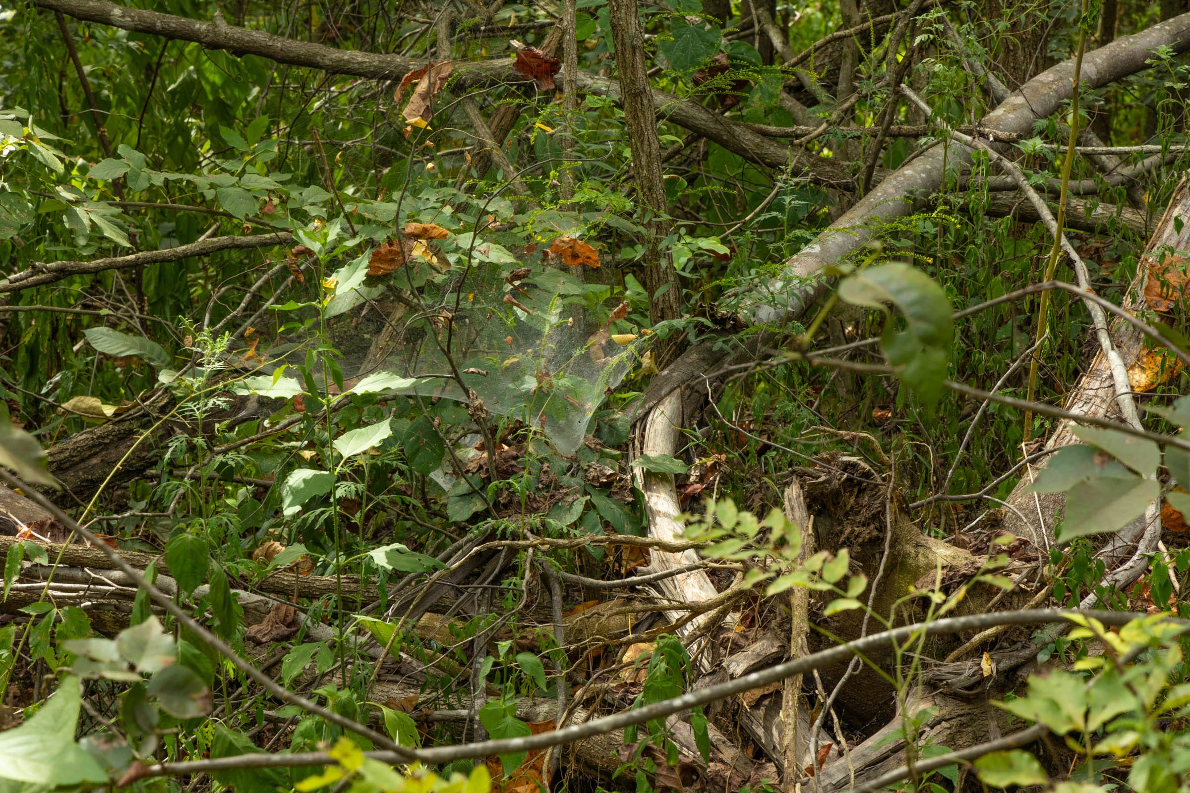 Big White Oak Tract 61 photo 3