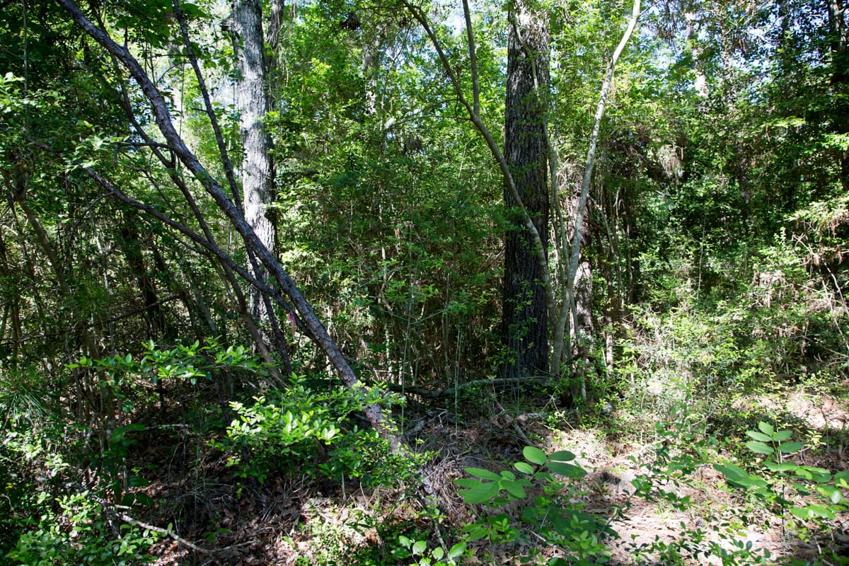 Rayburn Country Tract 167 photo 2