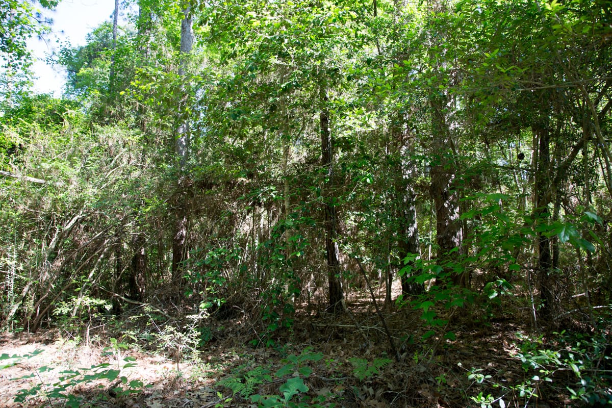 Rayburn Country Tract 167 photo 5